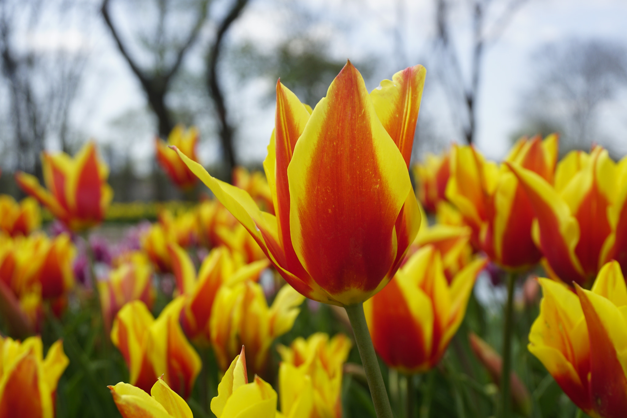 Sony a6000 + Sony E 18-50mm F4-5.6 sample photo. Tulips photography