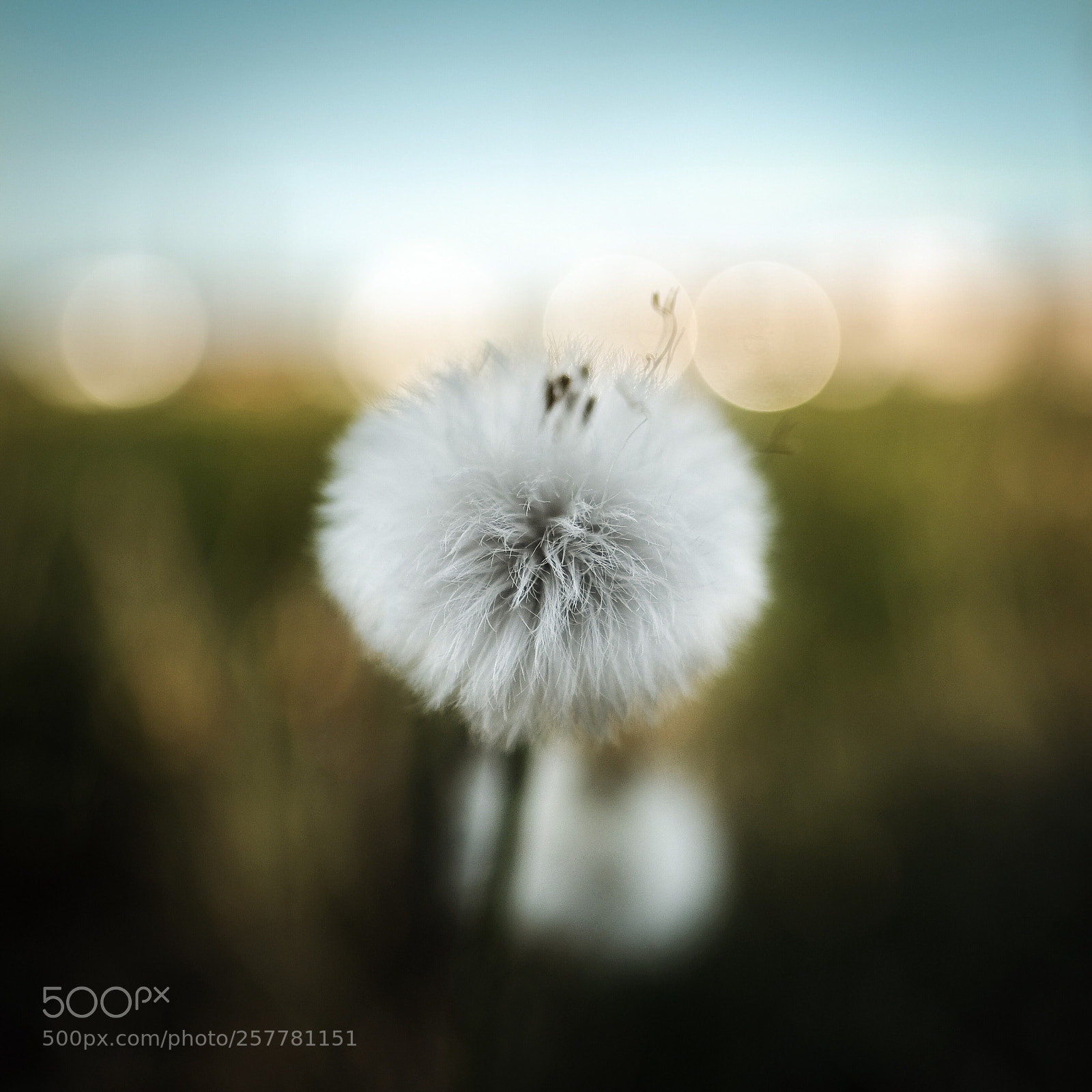 Fujifilm X-T2 sample photo. Summer bokeh photography