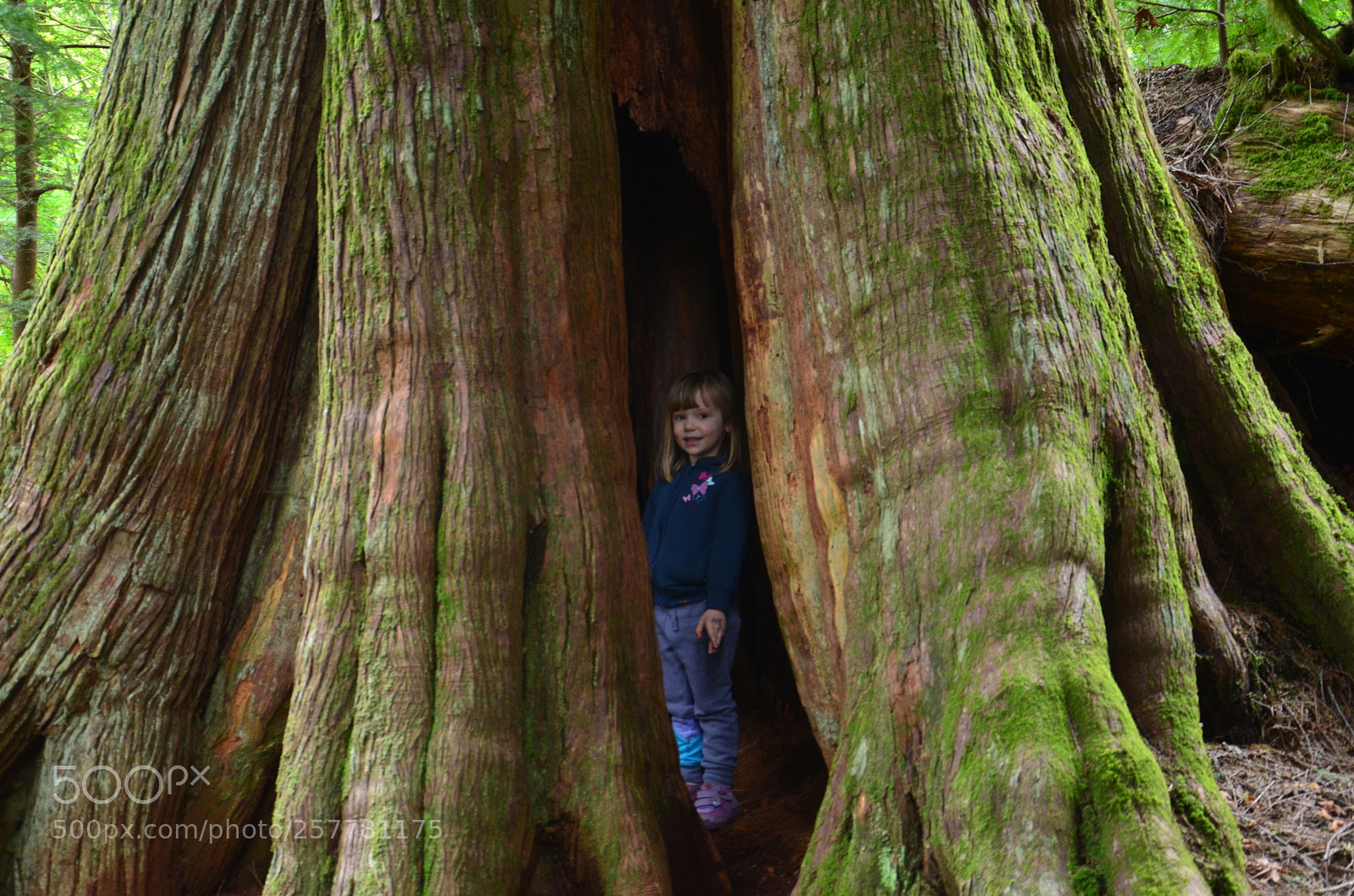 Nikon D7000 sample photo. Olallie state park (wa) photography