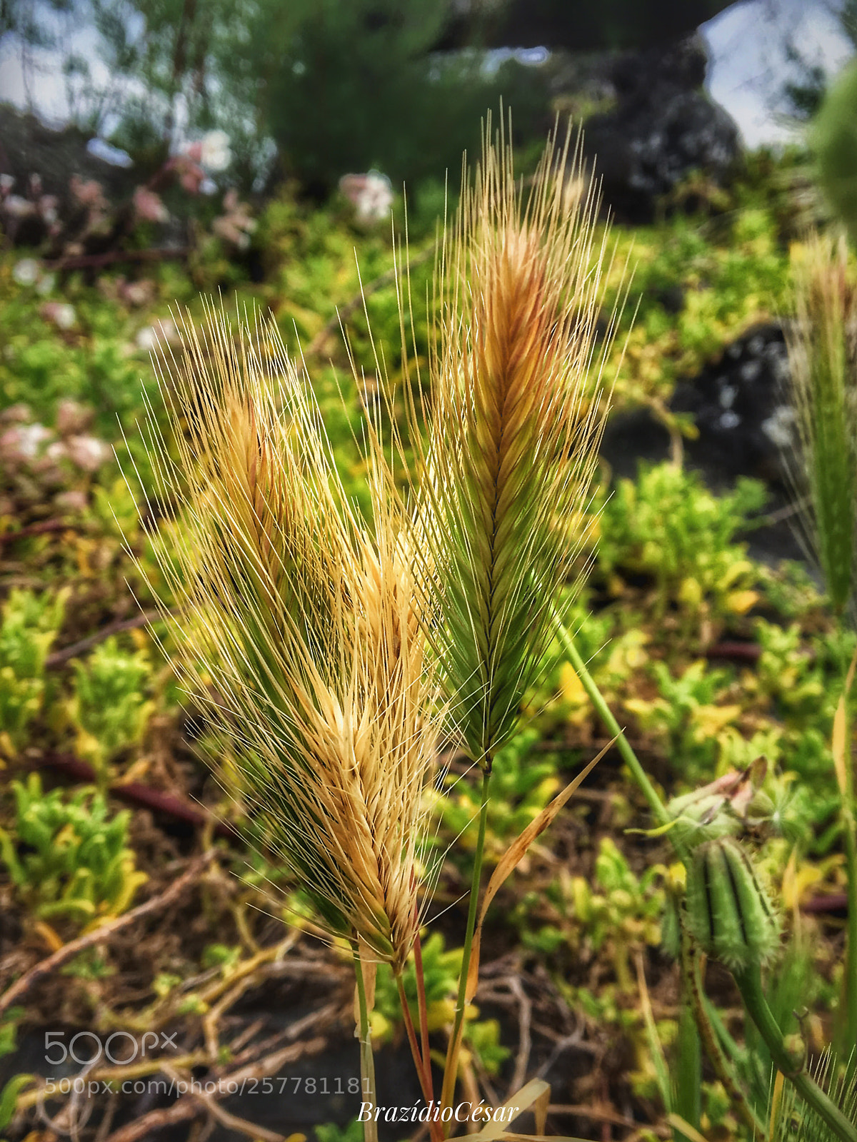 Apple iPhone 6s sample photo. Untitled photography