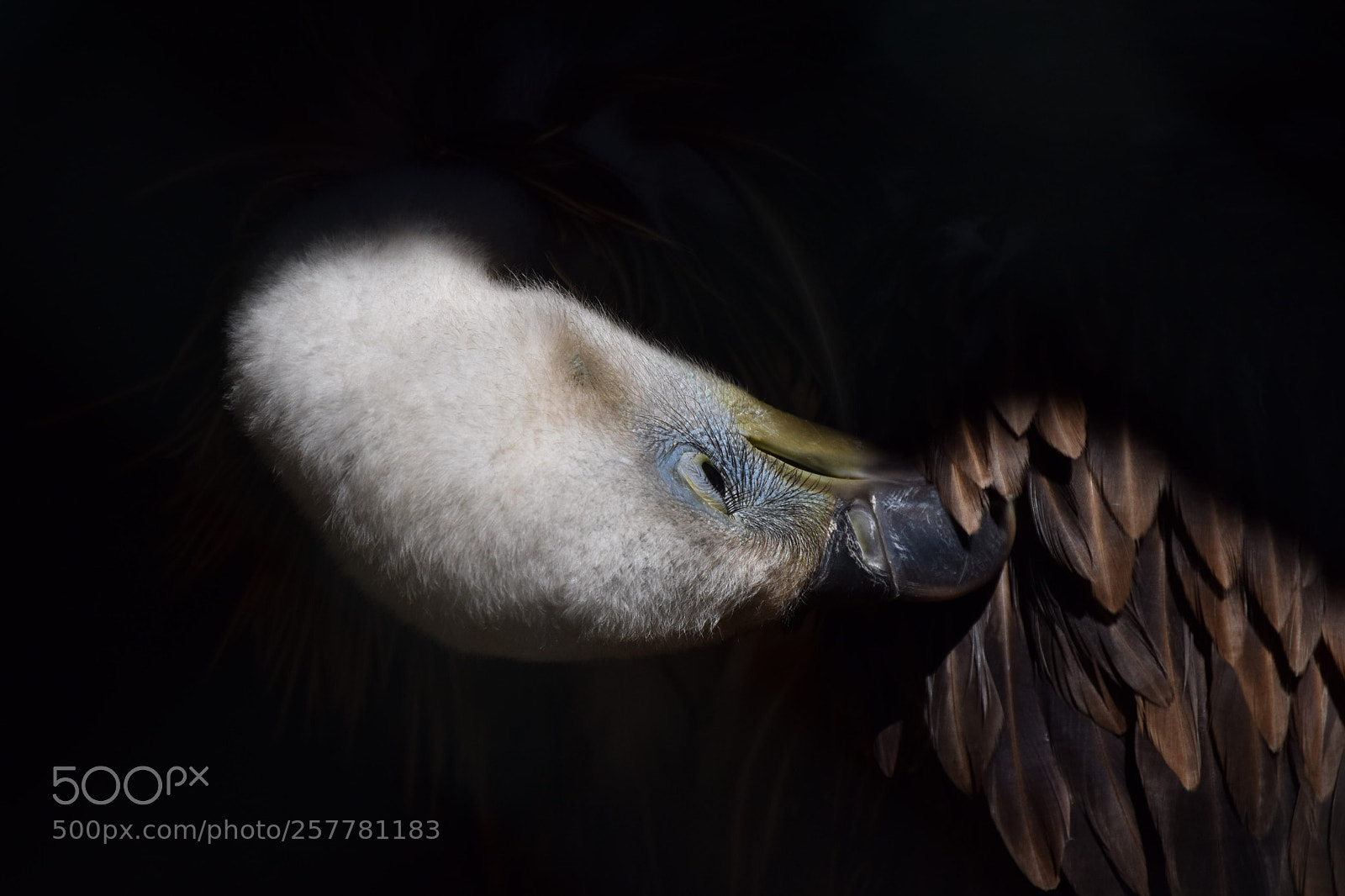 Nikon D3400 sample photo. Vulture photography