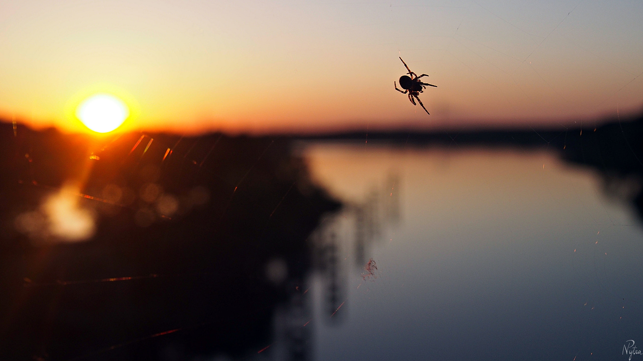 Olympus PEN E-PL5 sample photo. Sunset spider photography