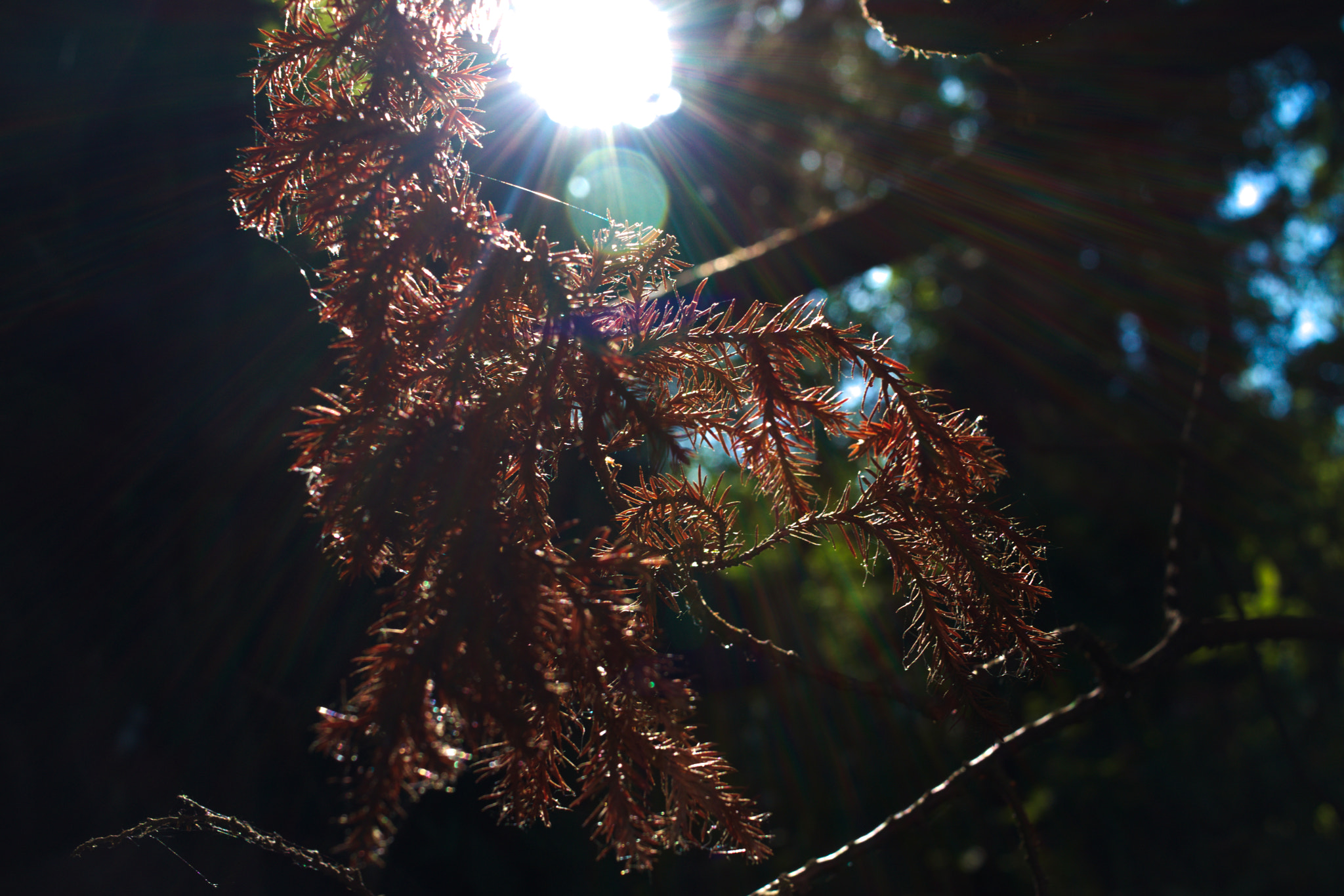 Canon EF-S 24mm F2.8 STM sample photo