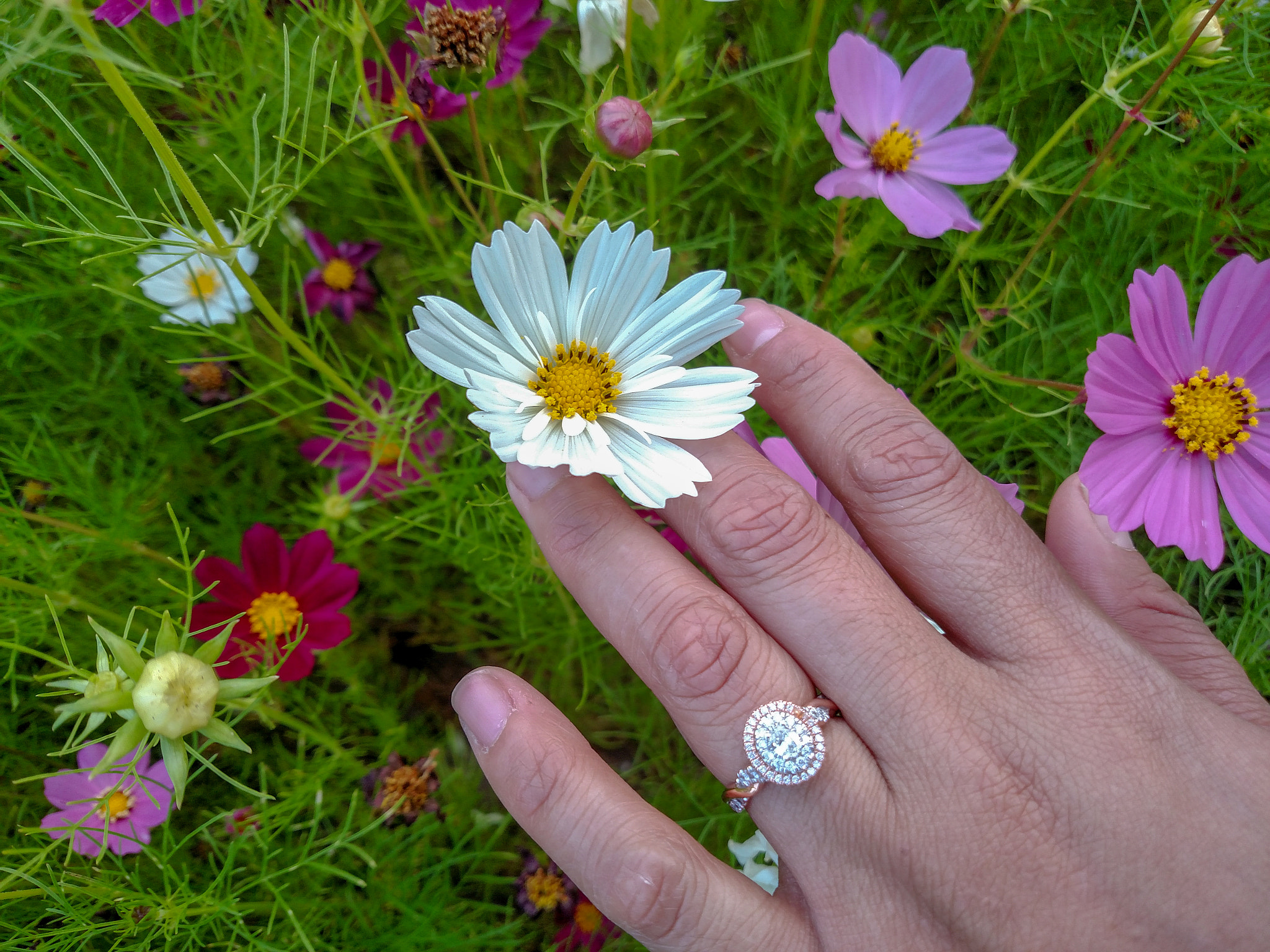 Motorola Droid Turbo sample photo. Engagement ring garden photography