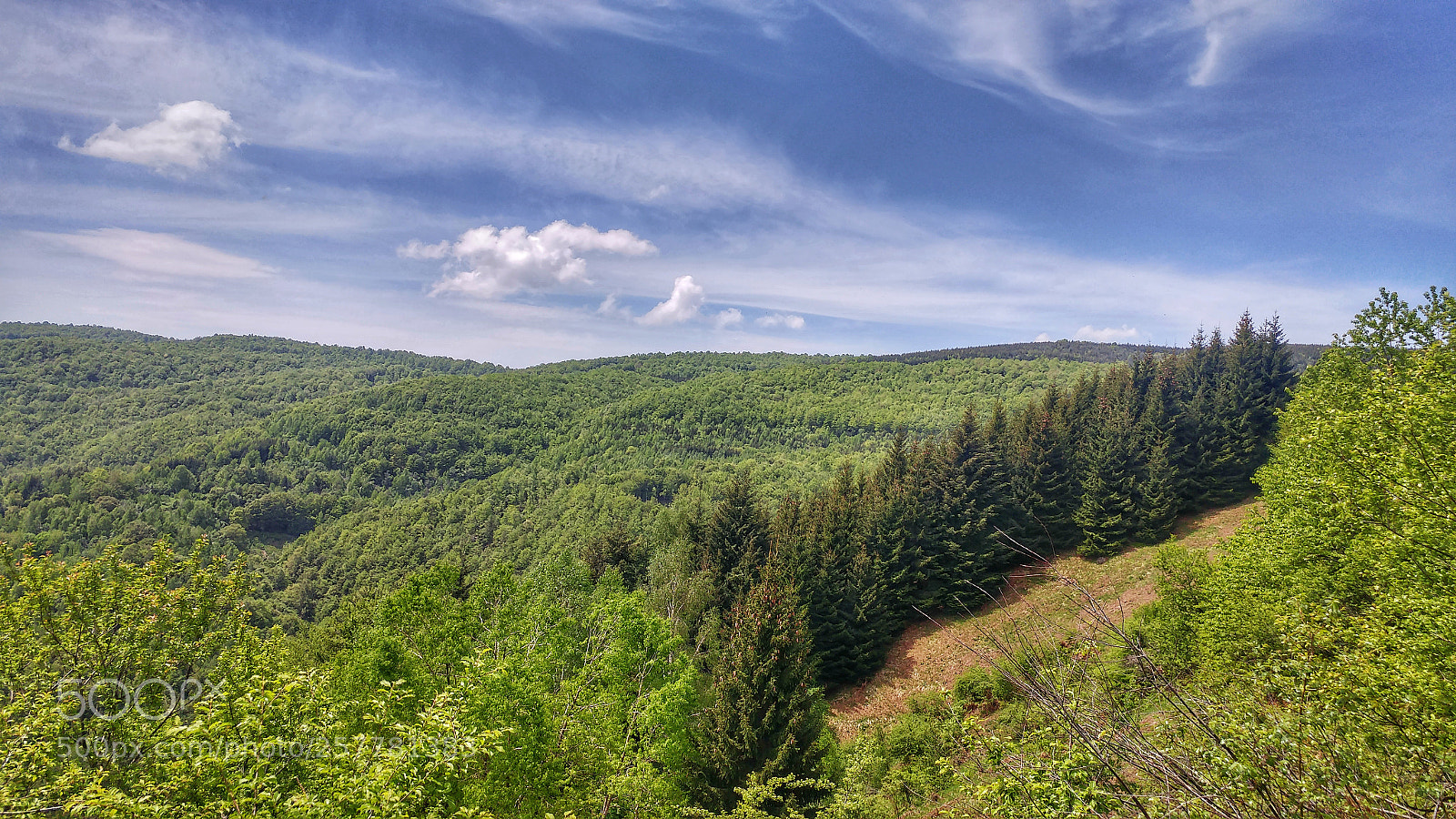 LG G5 sample photo. Deep forrest photography
