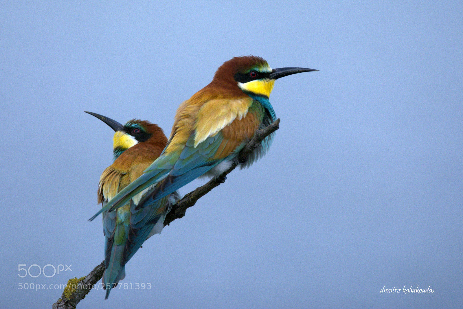 Nikon D7100 sample photo. Merops apiaster photography