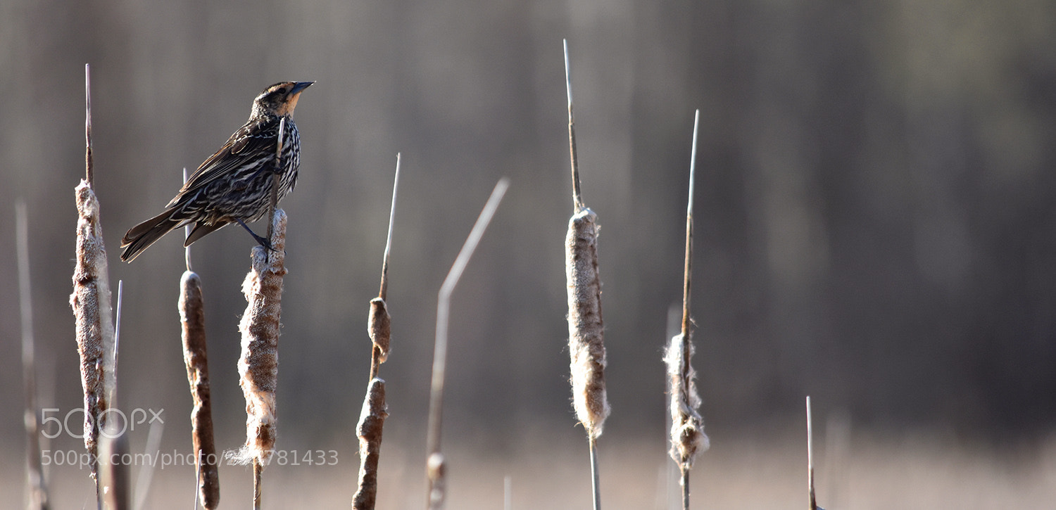 Nikon D3400 sample photo. [female] red-winged blackbird photography