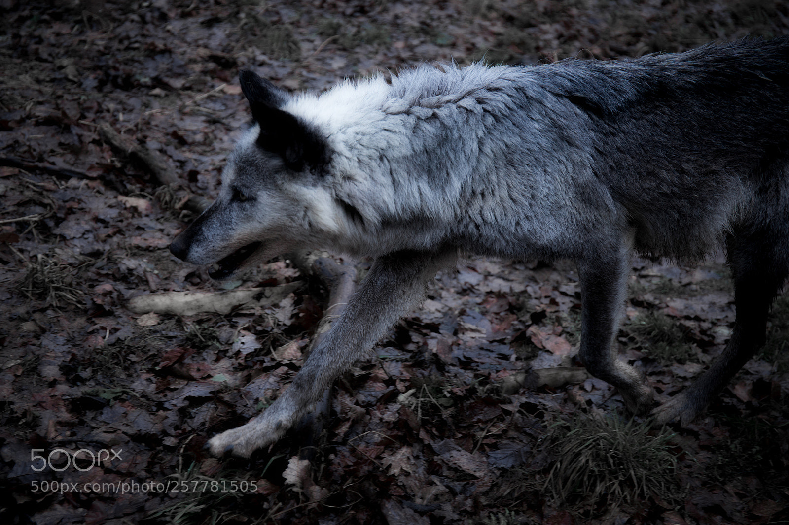 Canon EOS 6D sample photo. Black timber wolf on photography
