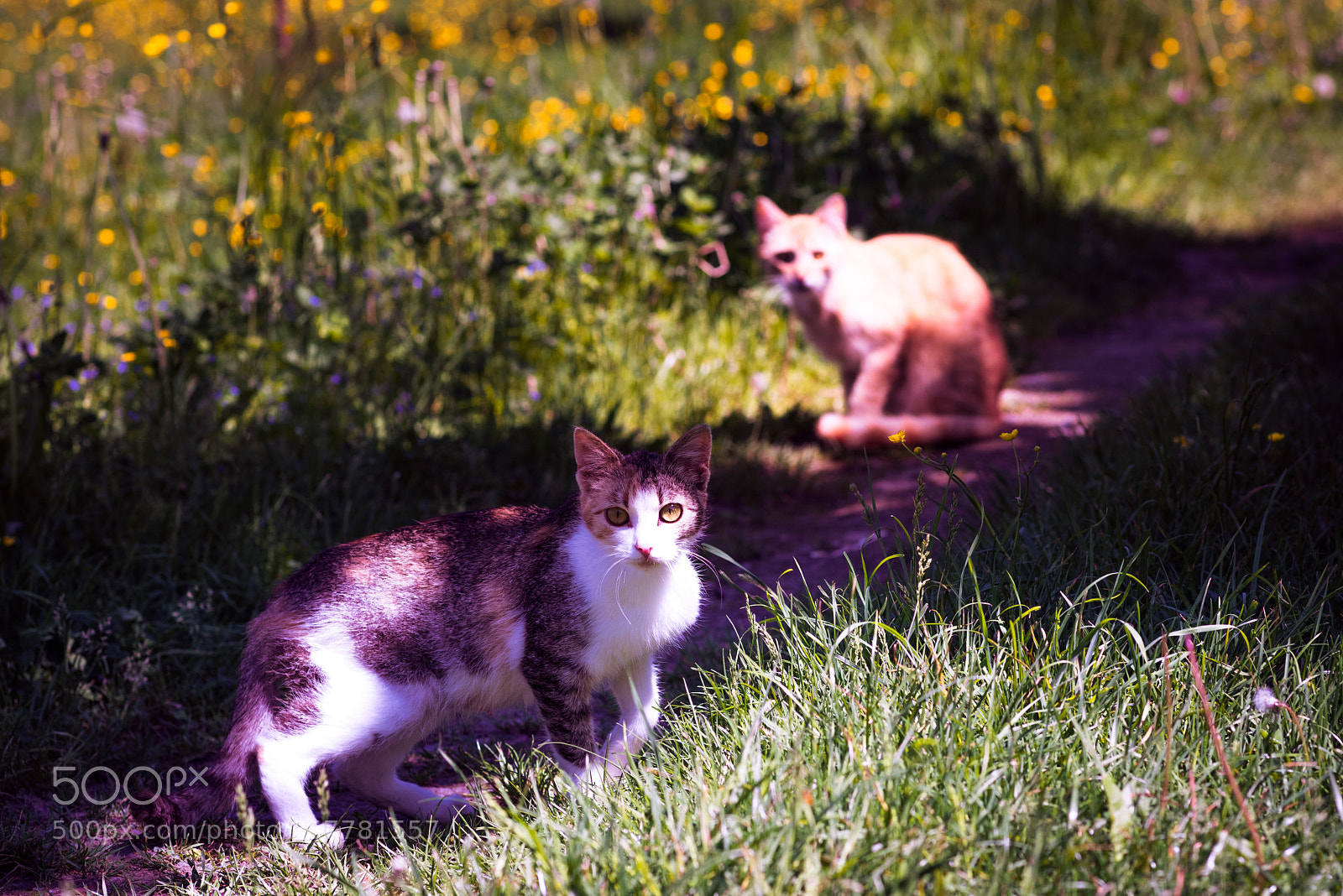 Nikon D810 sample photo. To catch photography