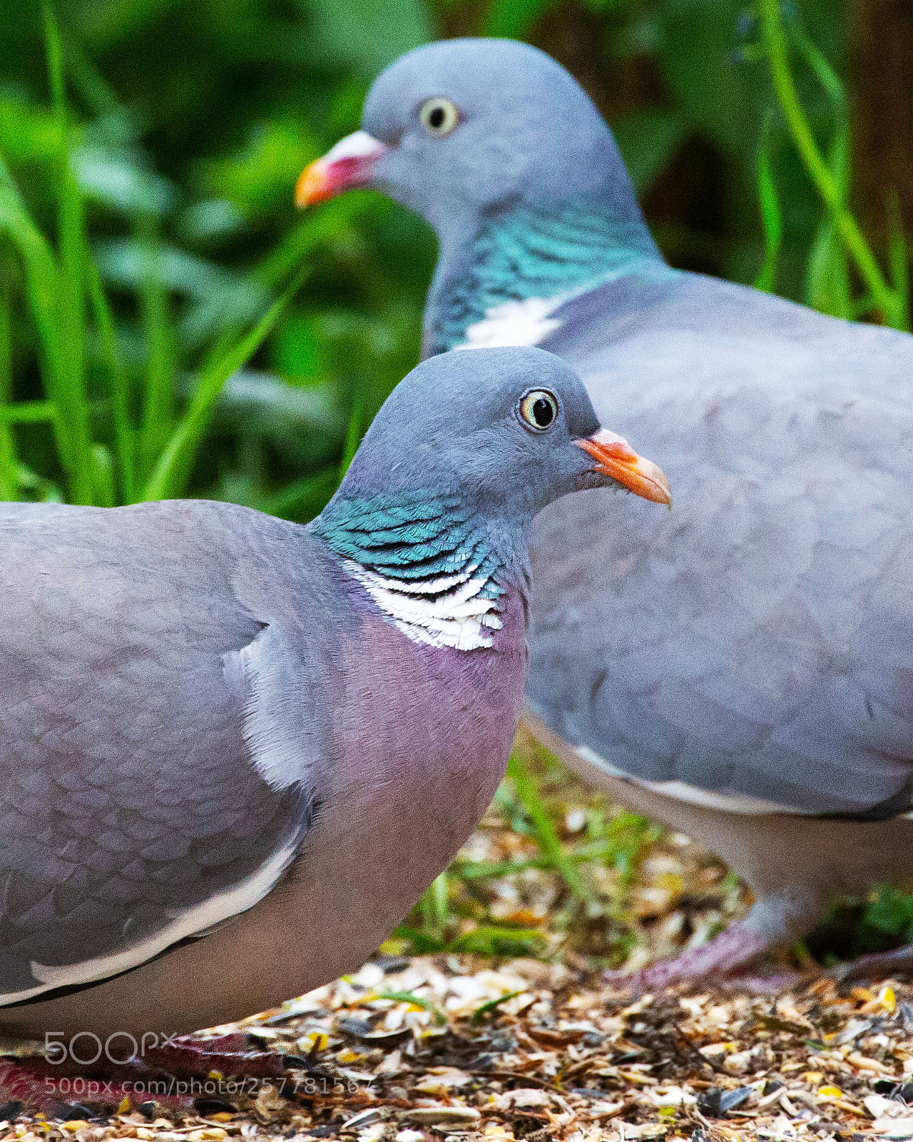 Canon EOS 6D sample photo. Pigeonlovers photography