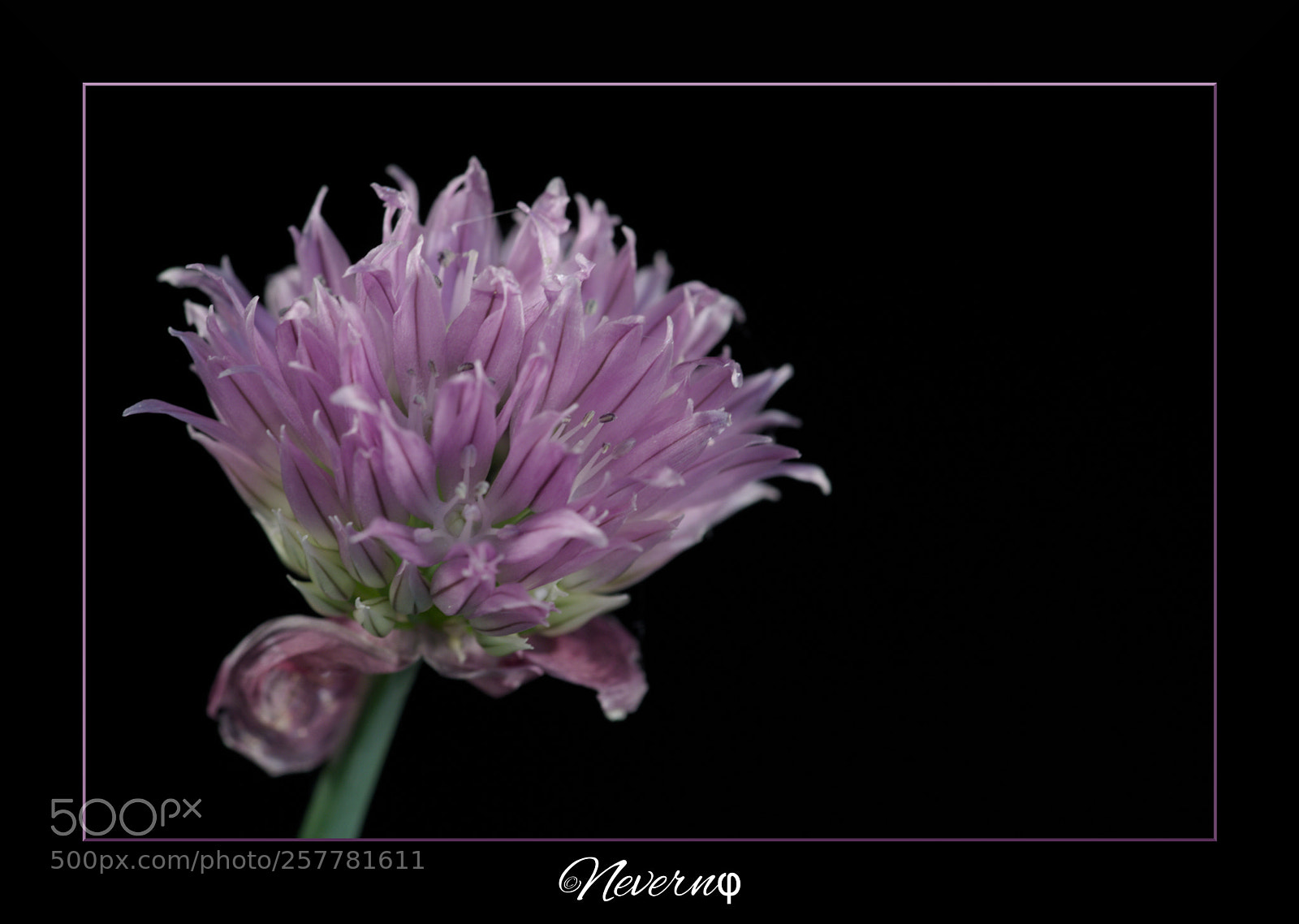 Pentax K-S2 sample photo. Chive flower 2 photography