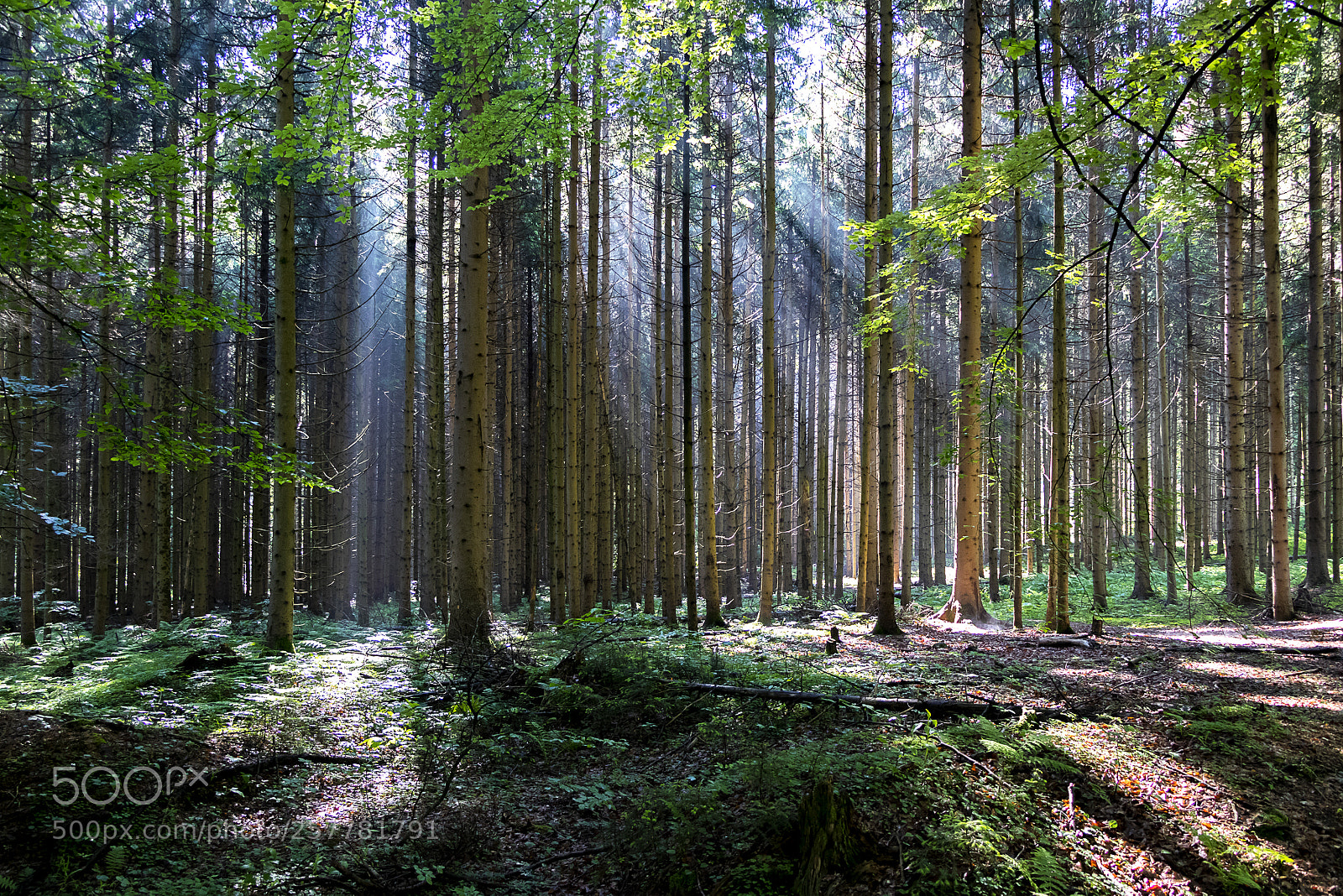 Canon EOS 80D sample photo. Magic forest photography