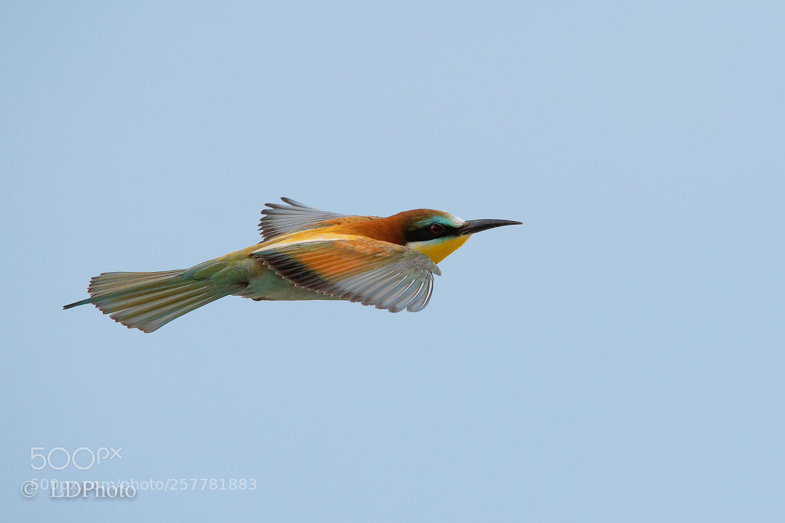Nikon D500 sample photo. Bee-eater (merops apiaster) photography