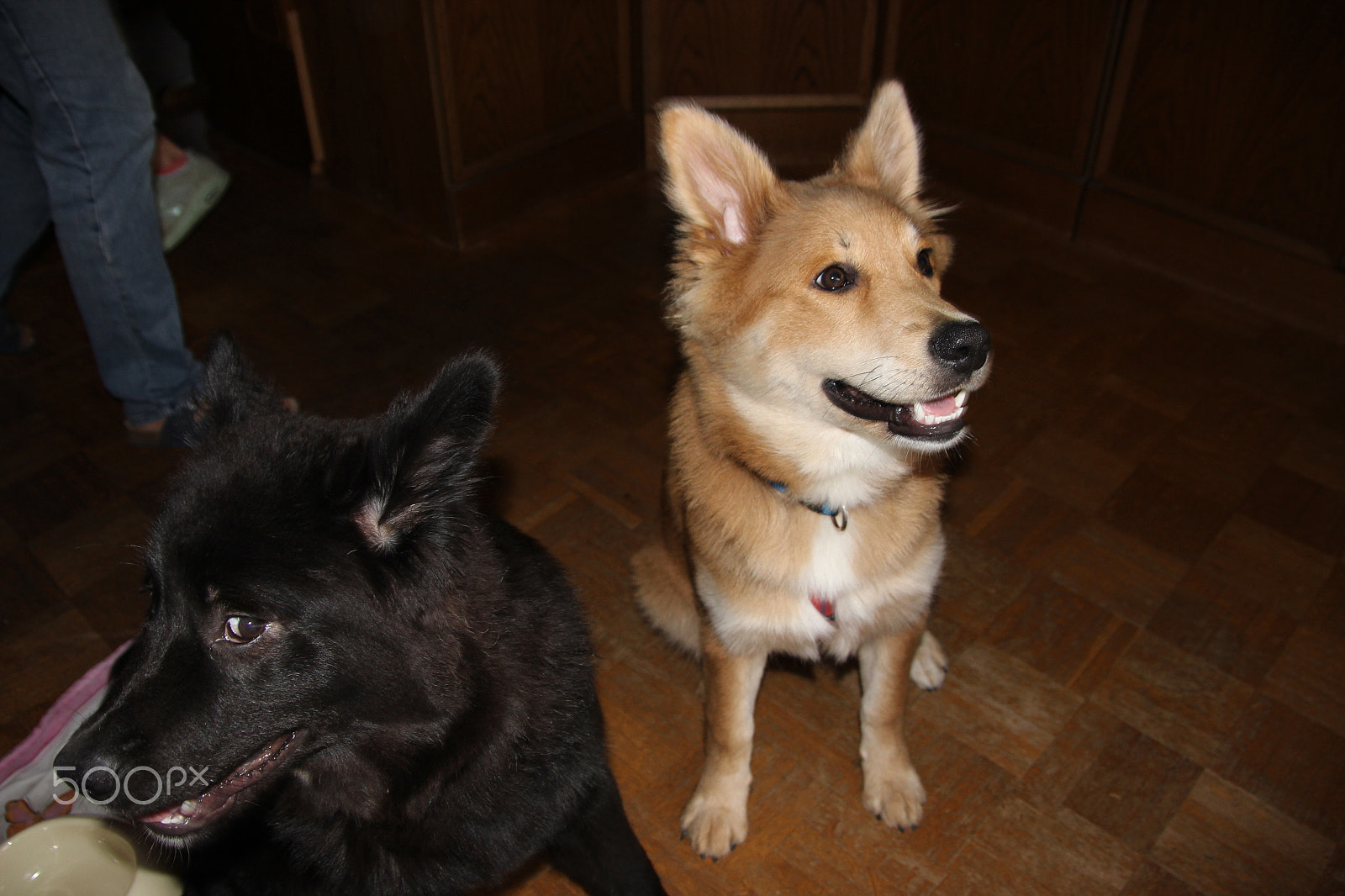 Canon EOS 600D (Rebel EOS T3i / EOS Kiss X5) sample photo. Eurasier grin photography