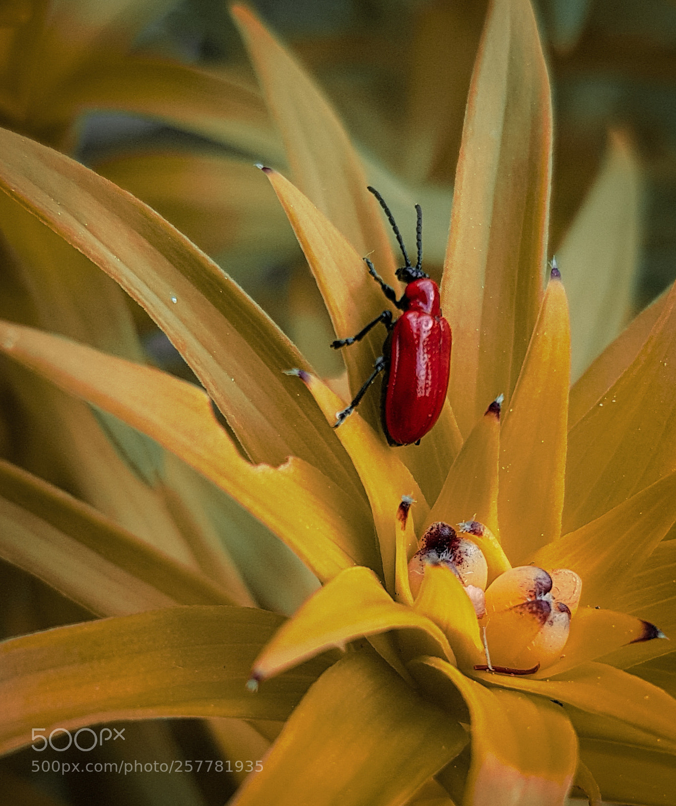 Samsung Galaxy S8 sample photo. Red bug&orange flower photography