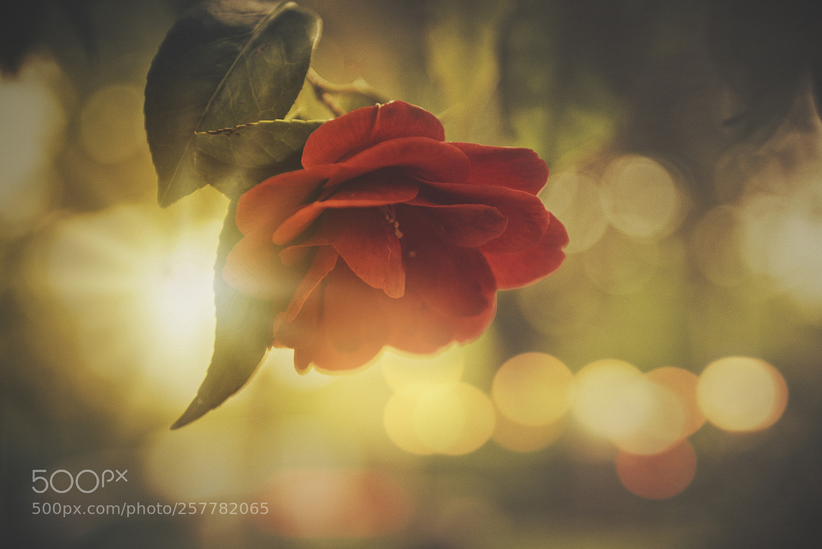 Nikon D600 sample photo. Red camellia photography
