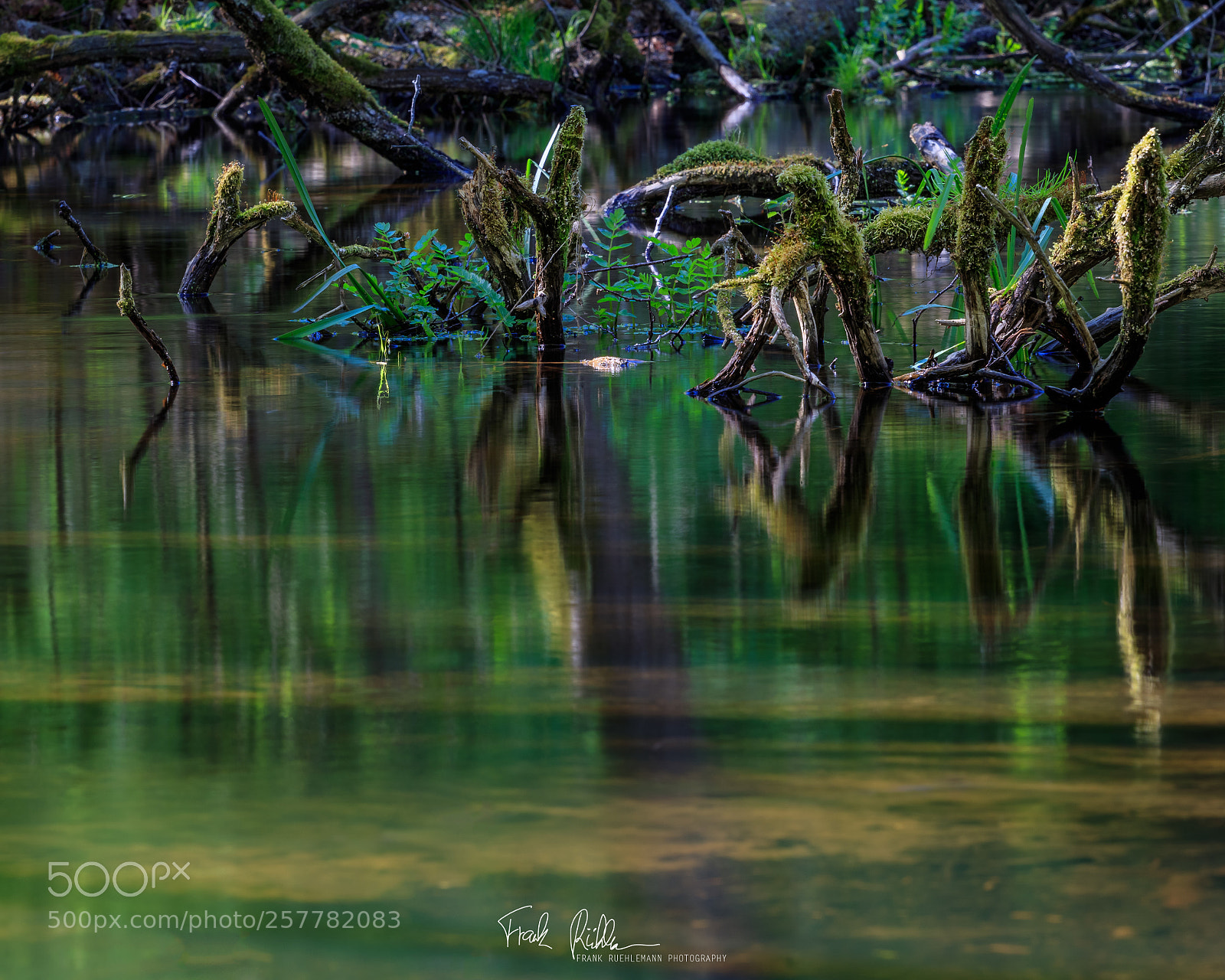 Canon EOS 80D sample photo. Green reflections at the photography