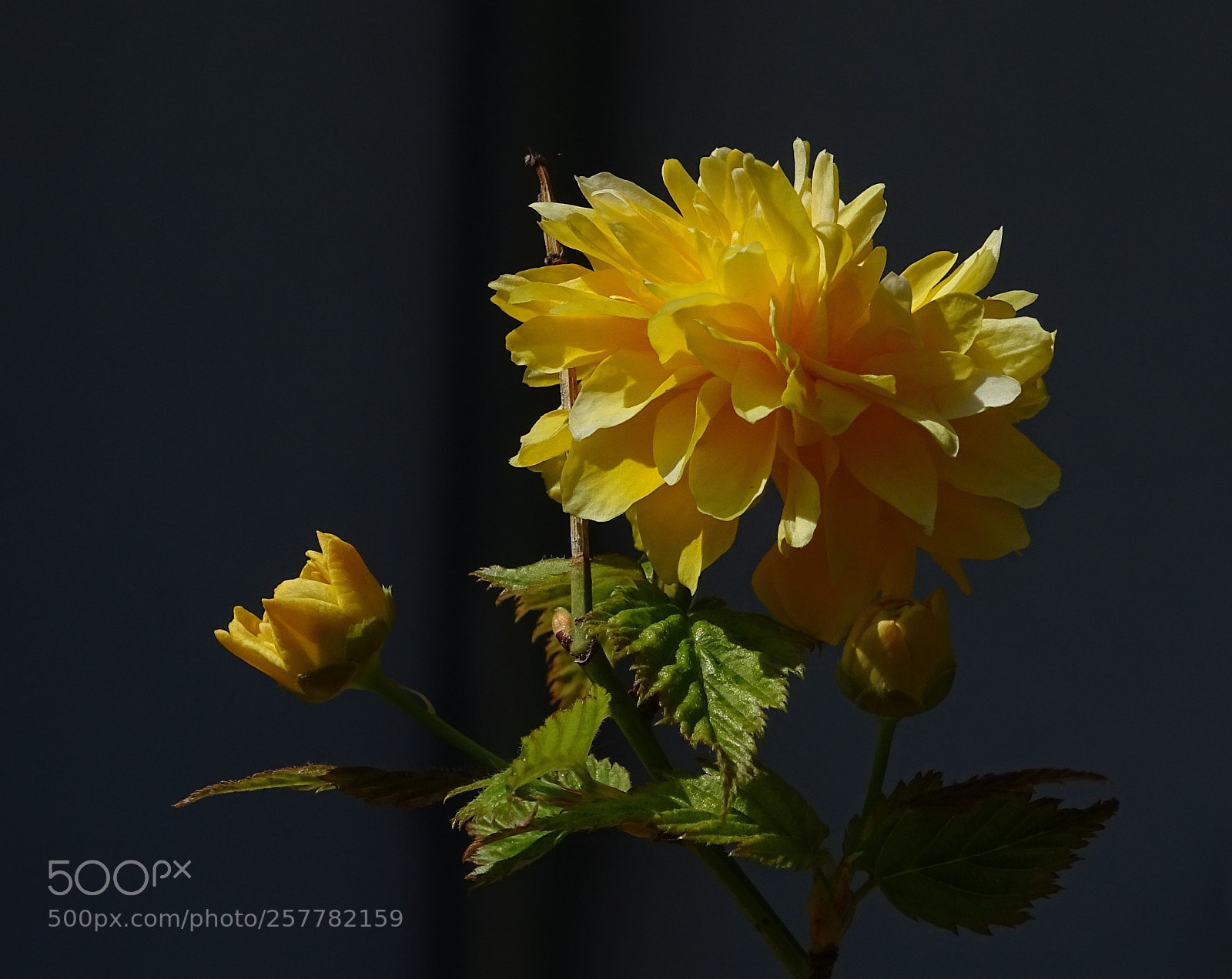 Sony Cyber-shot DSC-HX400V sample photo. Delicate photography