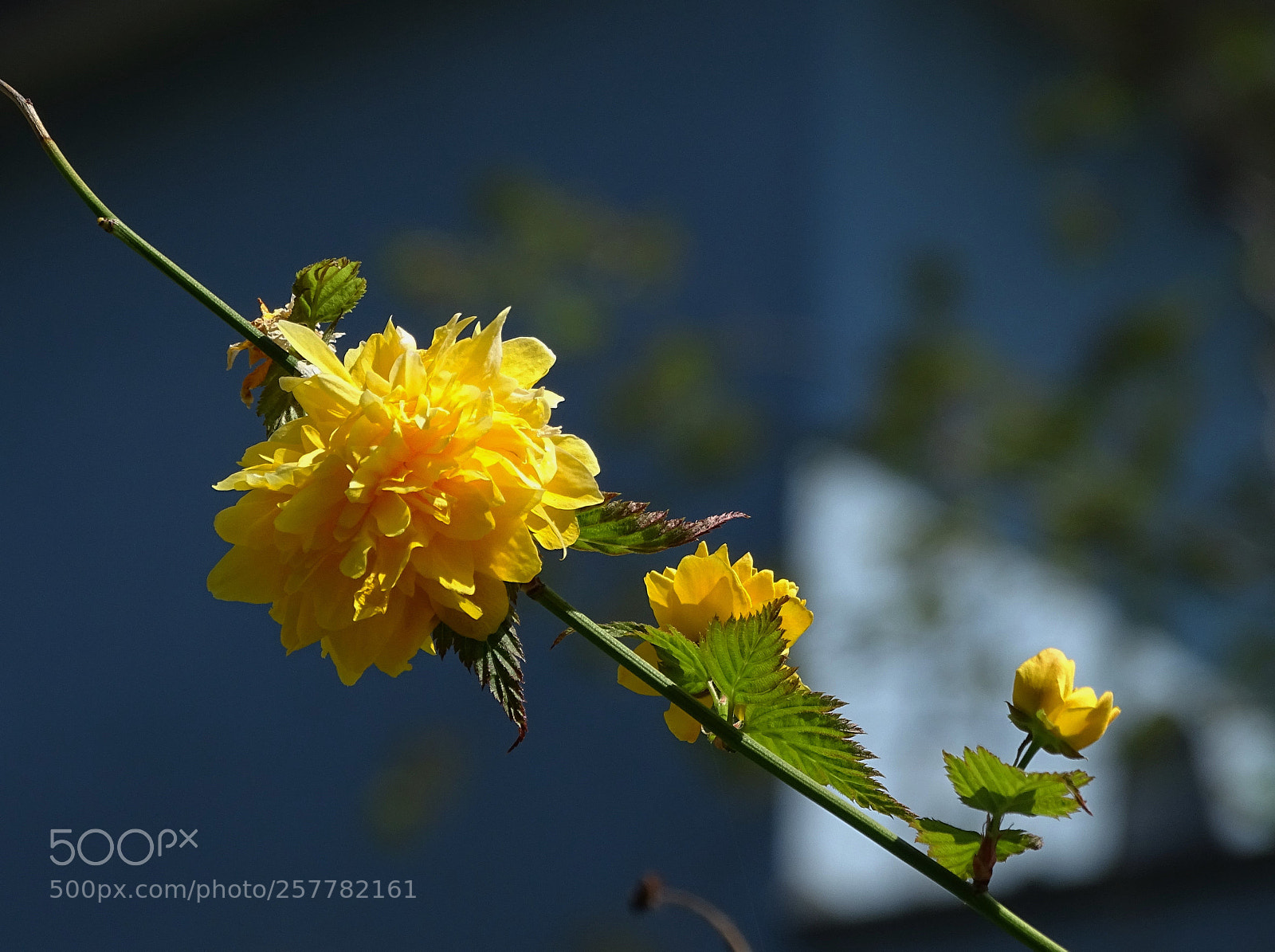 Sony Cyber-shot DSC-HX400V sample photo. Blossom suspended photography