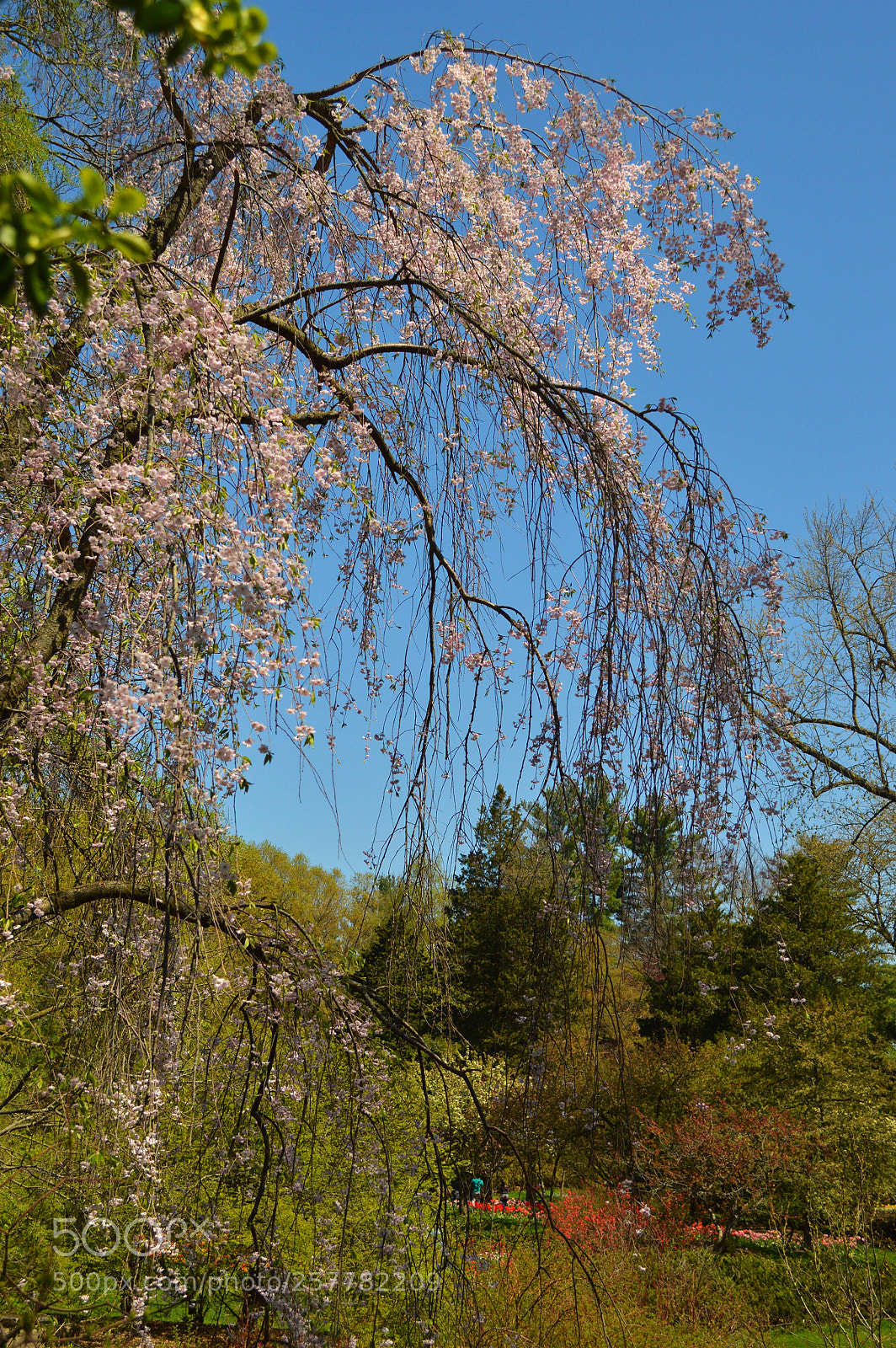 Nikon D3200 sample photo. Spring photography