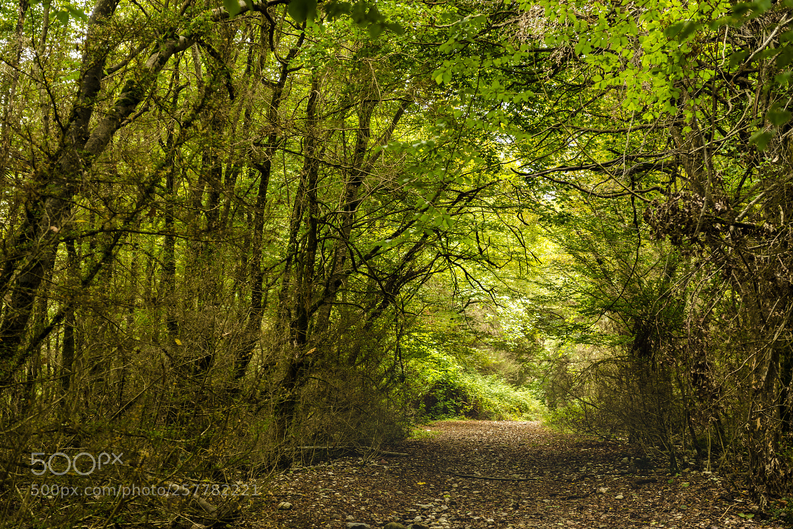 Nikon D610 sample photo. Sisangan forest photography