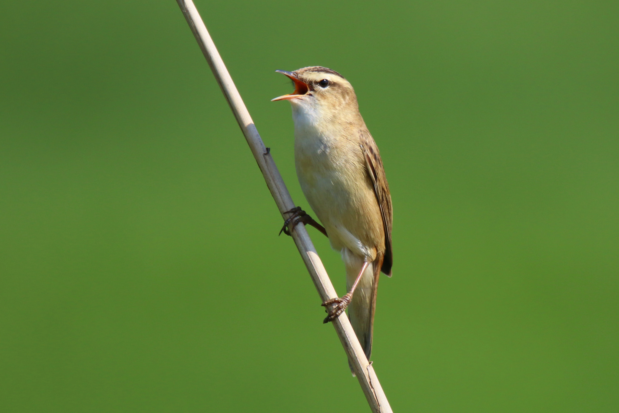 Tamron SP 150-600mm F5-6.3 Di VC USD sample photo. Schilfrohrsänger photography