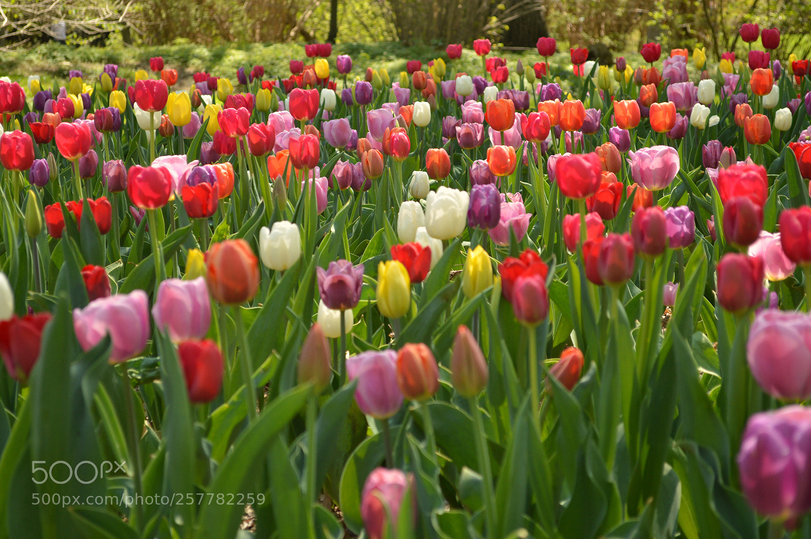 Nikon D3200 sample photo. Spring photography