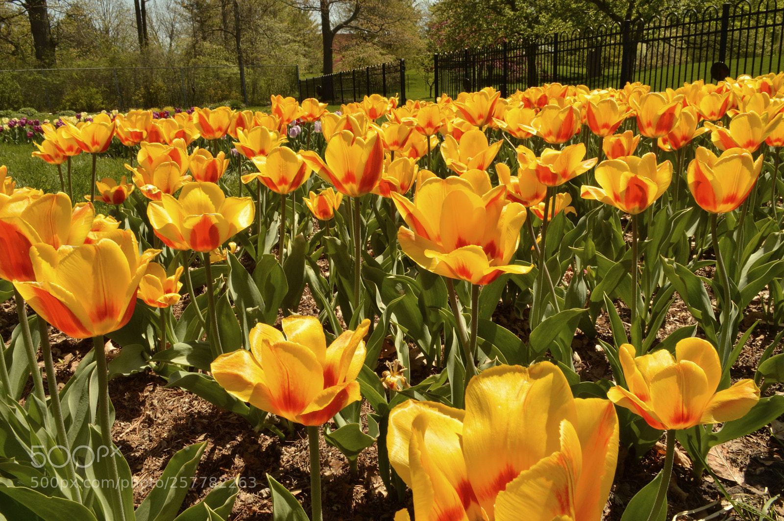Nikon D3200 sample photo. Spring photography