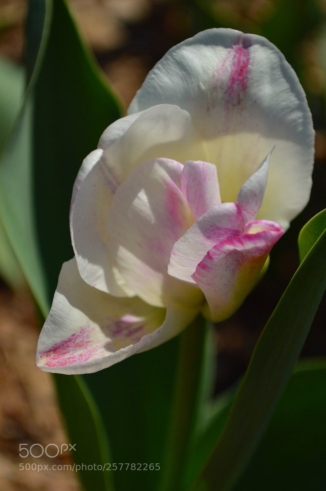Nikon D3200 sample photo. Spring photography
