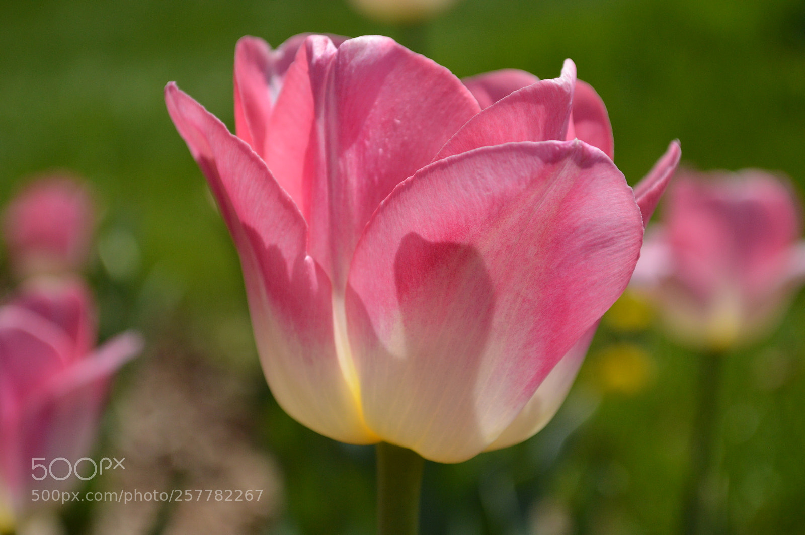 Nikon D3200 sample photo. Spring photography