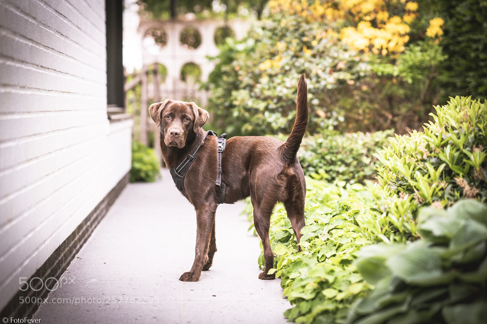 Sony a7R III sample photo. Chocolab looking curious photography