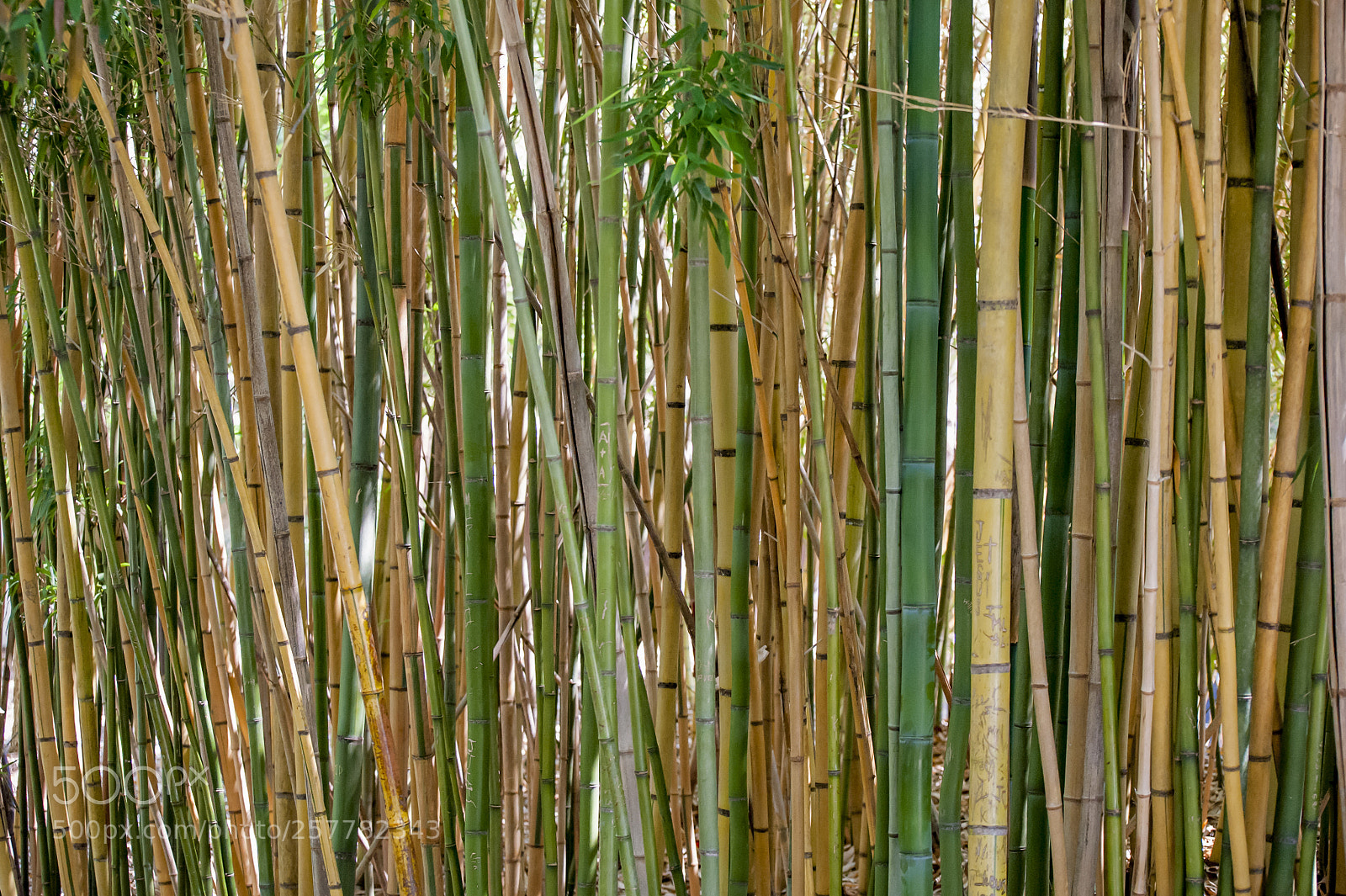 Nikon D700 sample photo. Bamboo photography