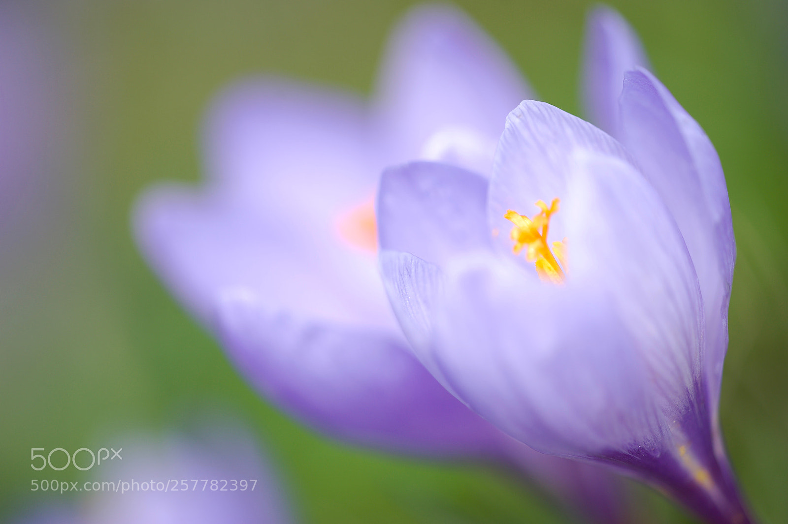 Nikon D700 sample photo. Crocus vernus photography