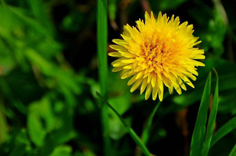 Nikon D300 sample photo. Dsc photography