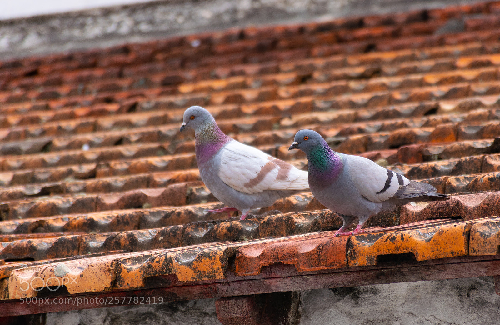 Nikon D5300 sample photo. Pigeon couple photography