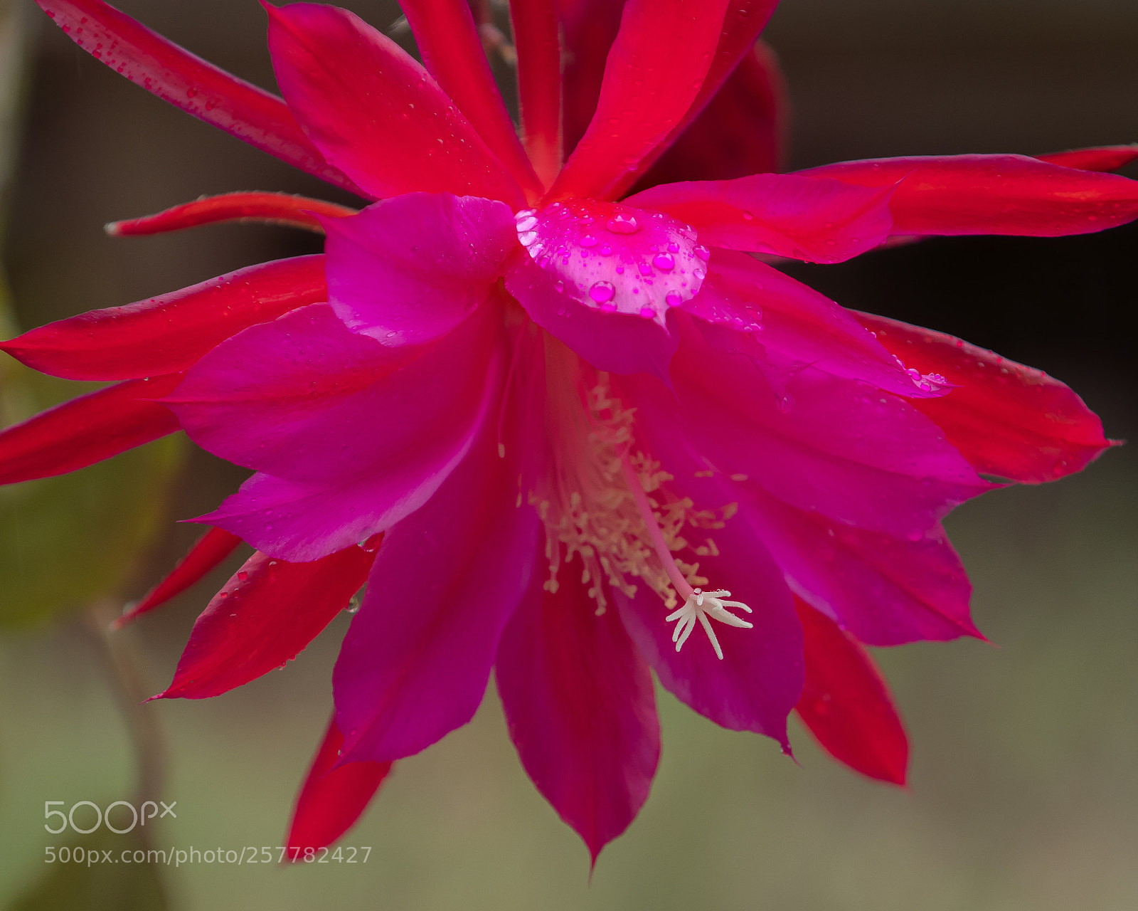 Nikon D500 sample photo. Orchid cactus in the photography