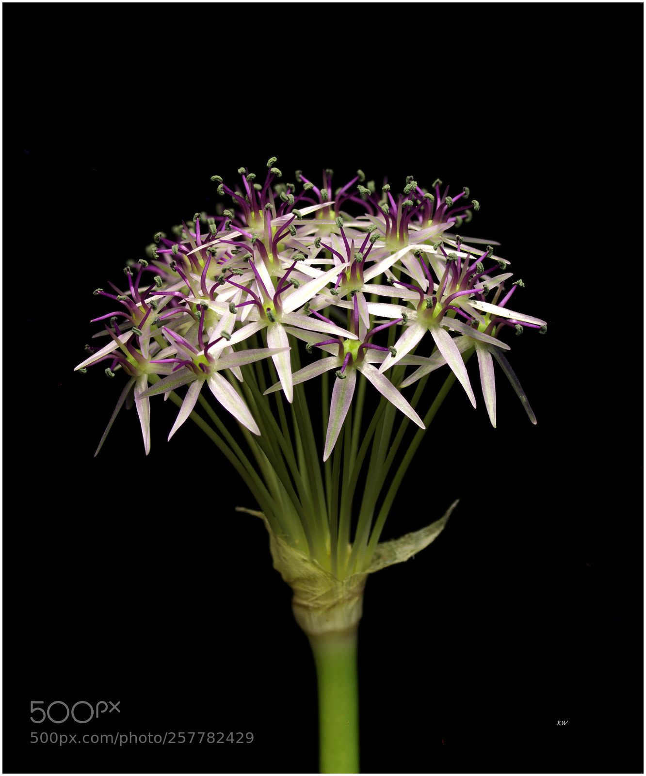 Canon EOS 7D sample photo. Allium photography