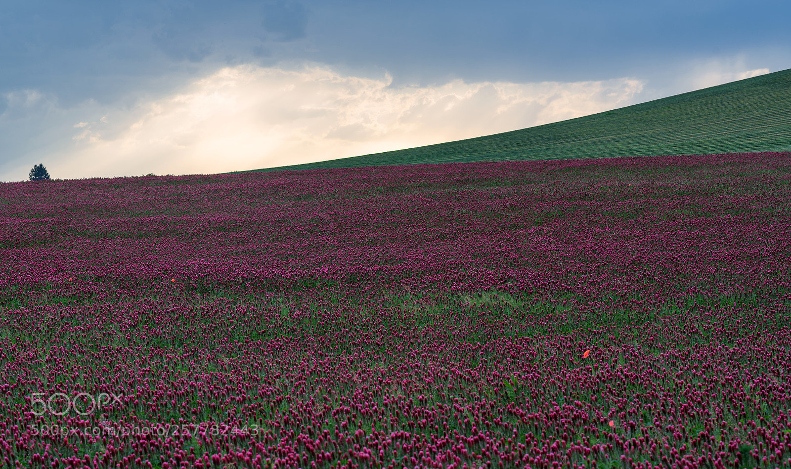 Nikon D750 sample photo. Trifolium incarnatum - phase 1 photography