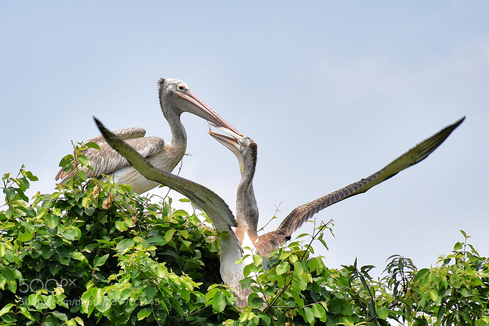 Nikon D5300 sample photo. Spot billed pelican photography