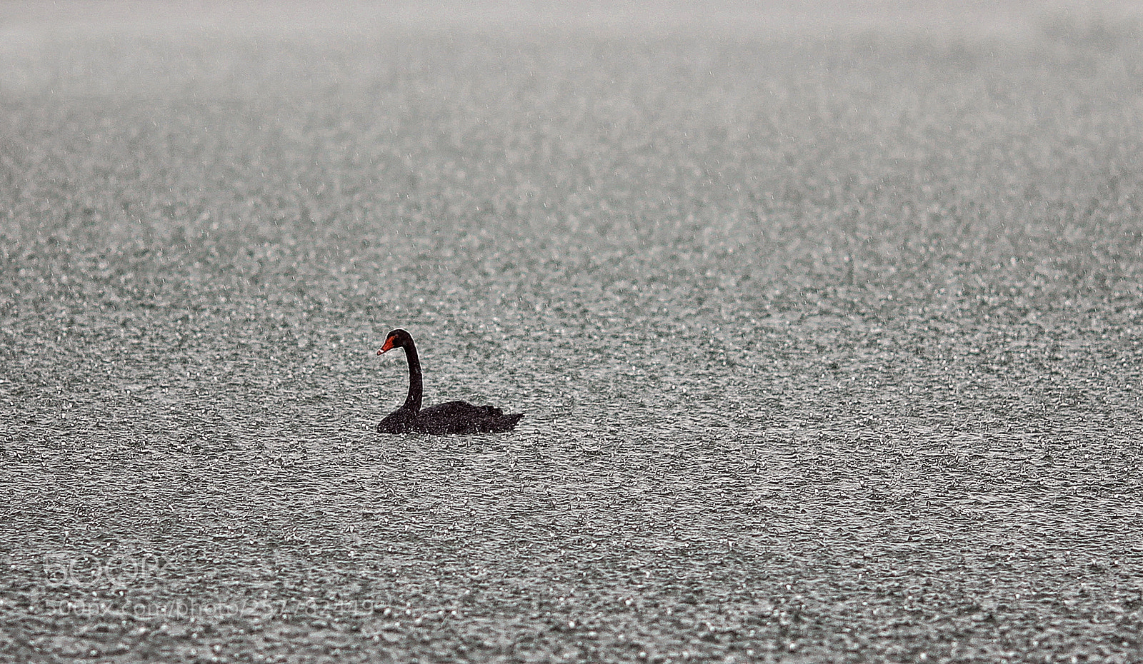 Canon EOS 5D Mark IV sample photo. Duck and rain... photography