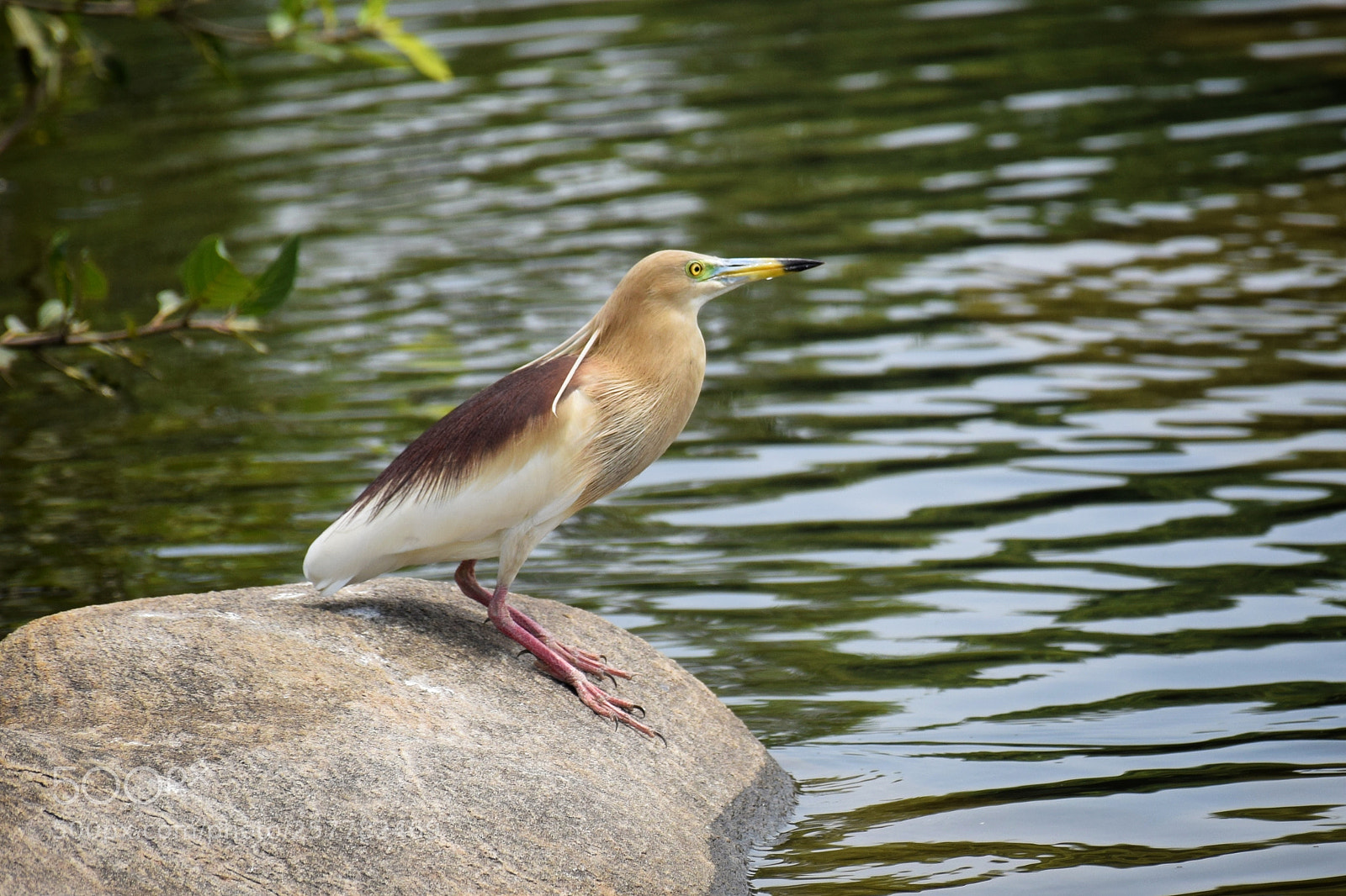 Nikon D5300 sample photo. River bird photography