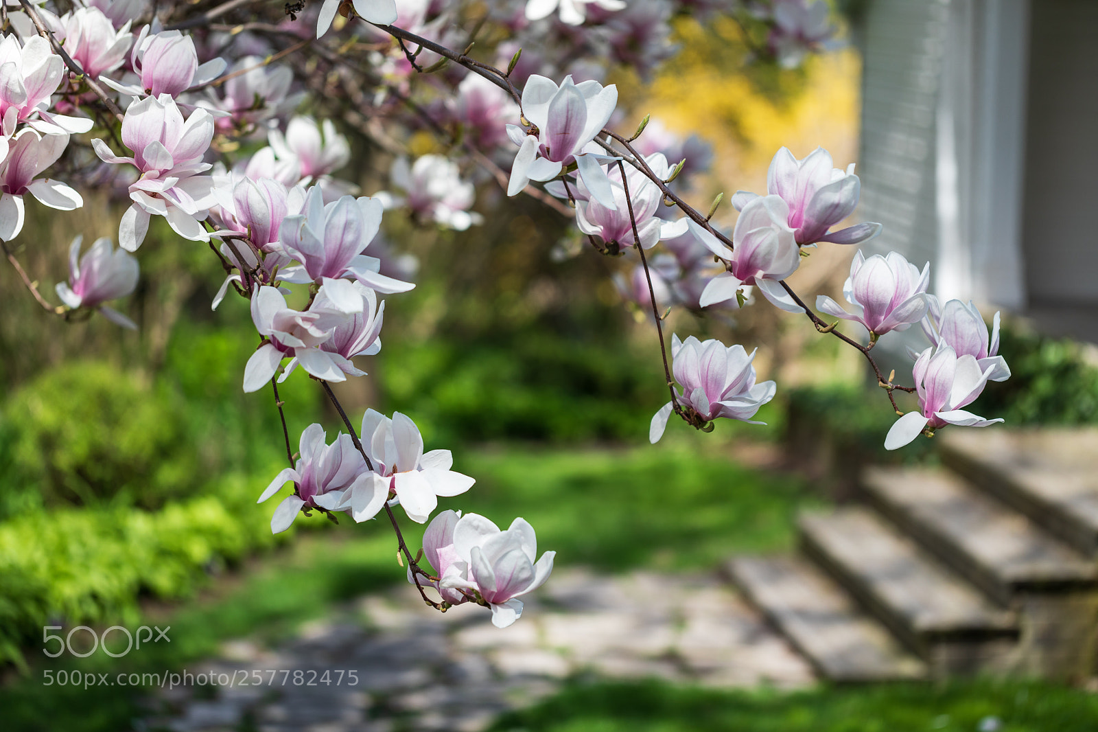 Canon EOS 5D Mark IV sample photo. Magnolia garden photography