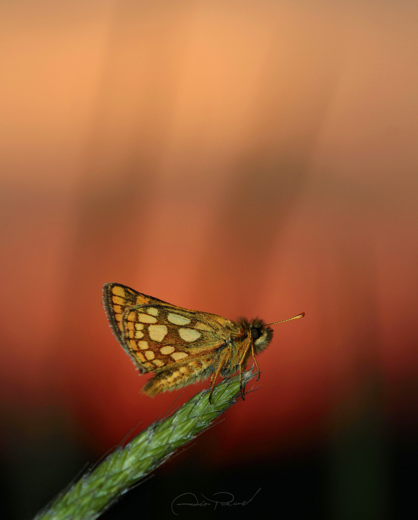 Canon EF 100mm F2.8 Macro USM sample photo. Nazdar photography