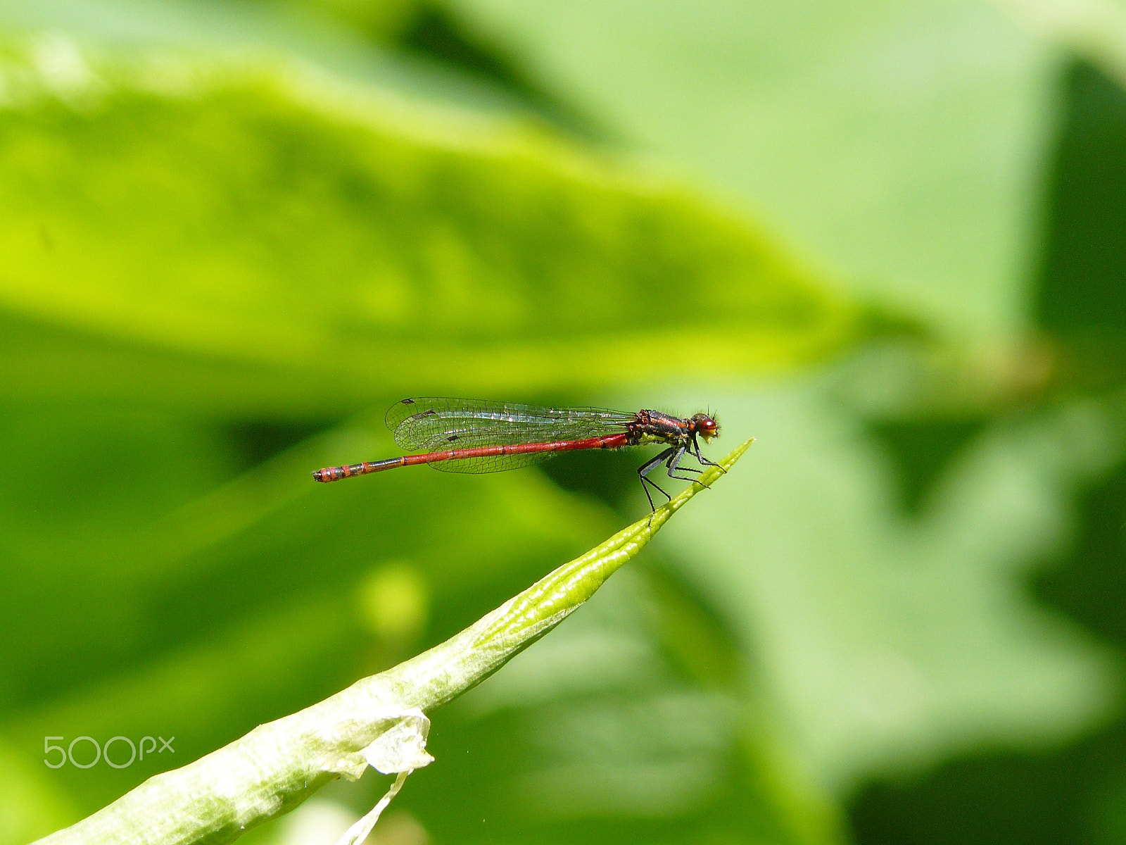 Panasonic DMC-FZ8 sample photo. Dragonfly photography