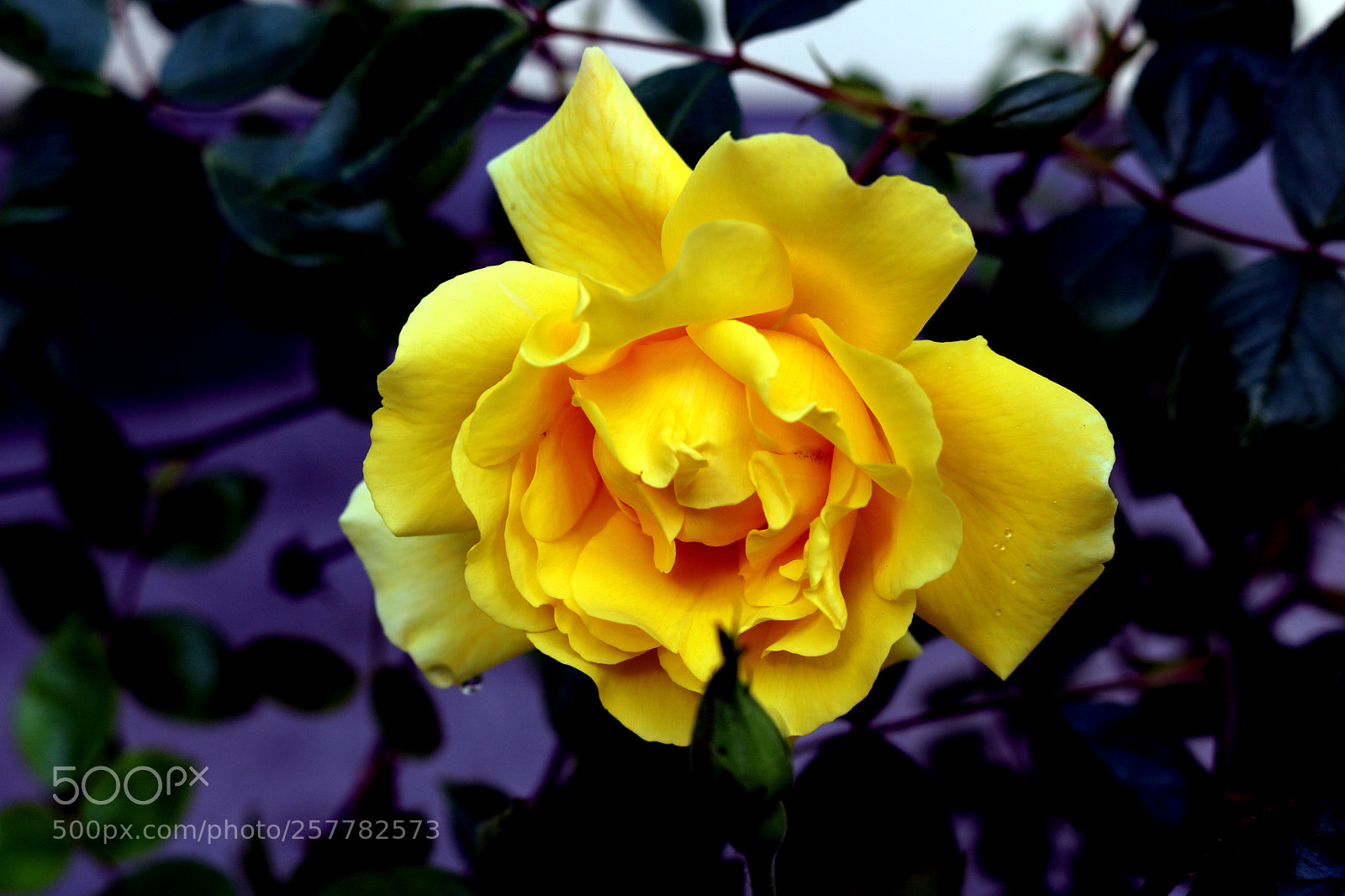 Canon EOS 750D (EOS Rebel T6i / EOS Kiss X8i) sample photo. Rose - vrtnica photography