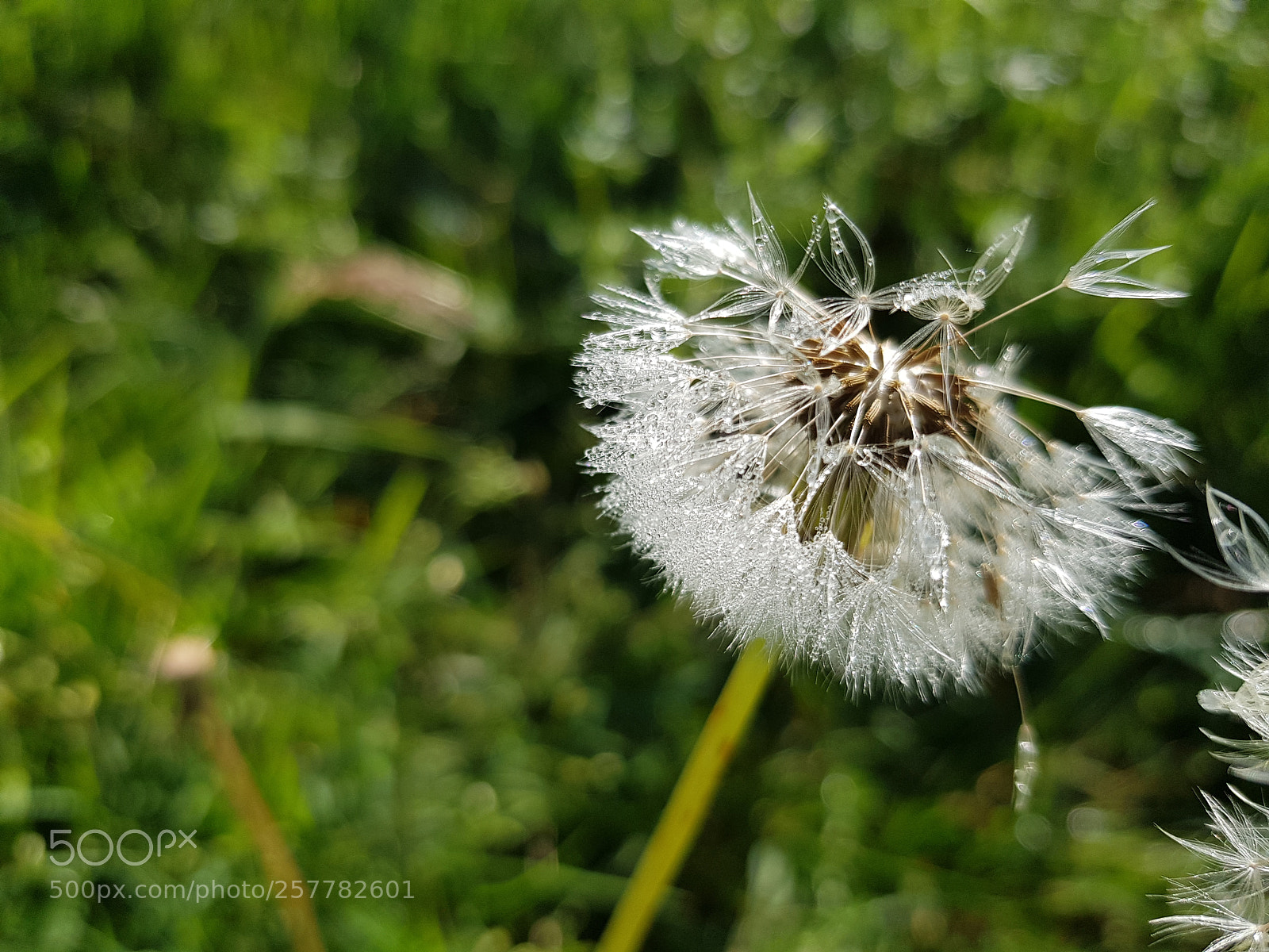 Samsung Galaxy S8 sample photo. Piure photography