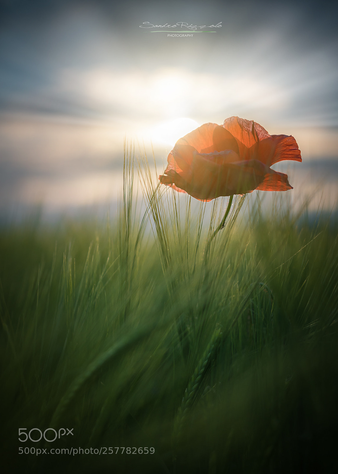 Nikon D500 sample photo. Poppy photography