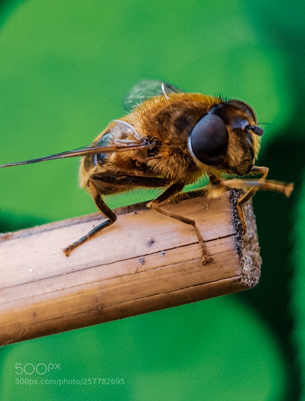 Samsung Galaxy S8 sample photo. Bee on bamboo stick photography