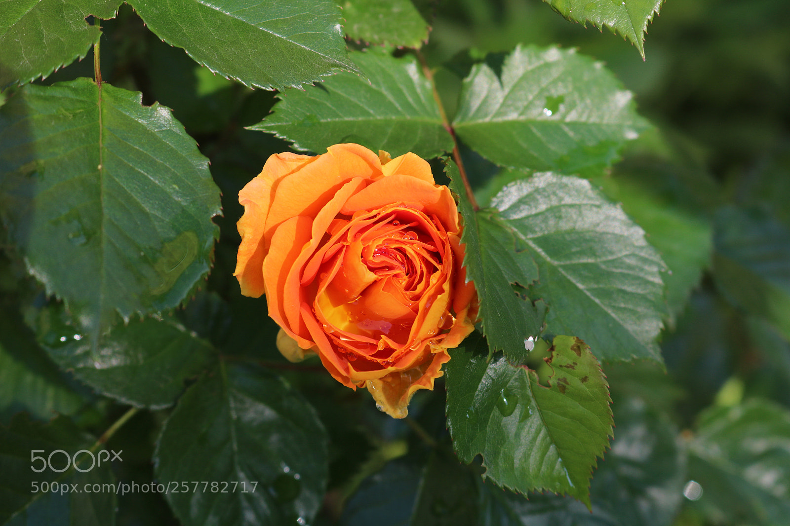 Canon EOS 750D (EOS Rebel T6i / EOS Kiss X8i) sample photo. Rose - vrtnica photography