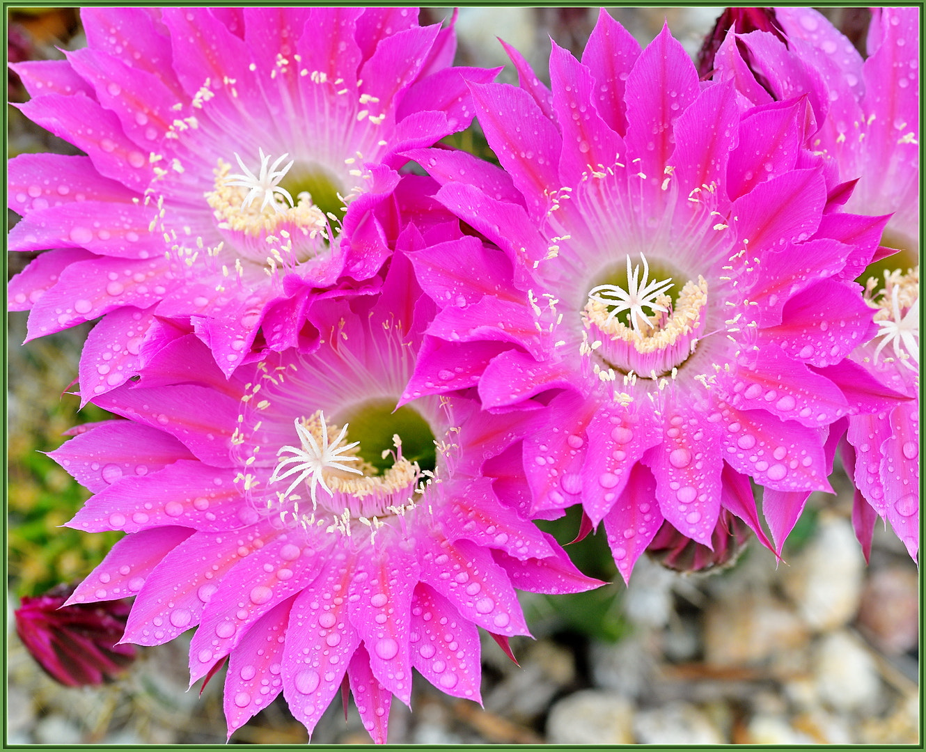 Nikon D850 + Sigma 105mm F2.8 EX DG OS HSM sample photo. Actual raindrops here in so cal photography